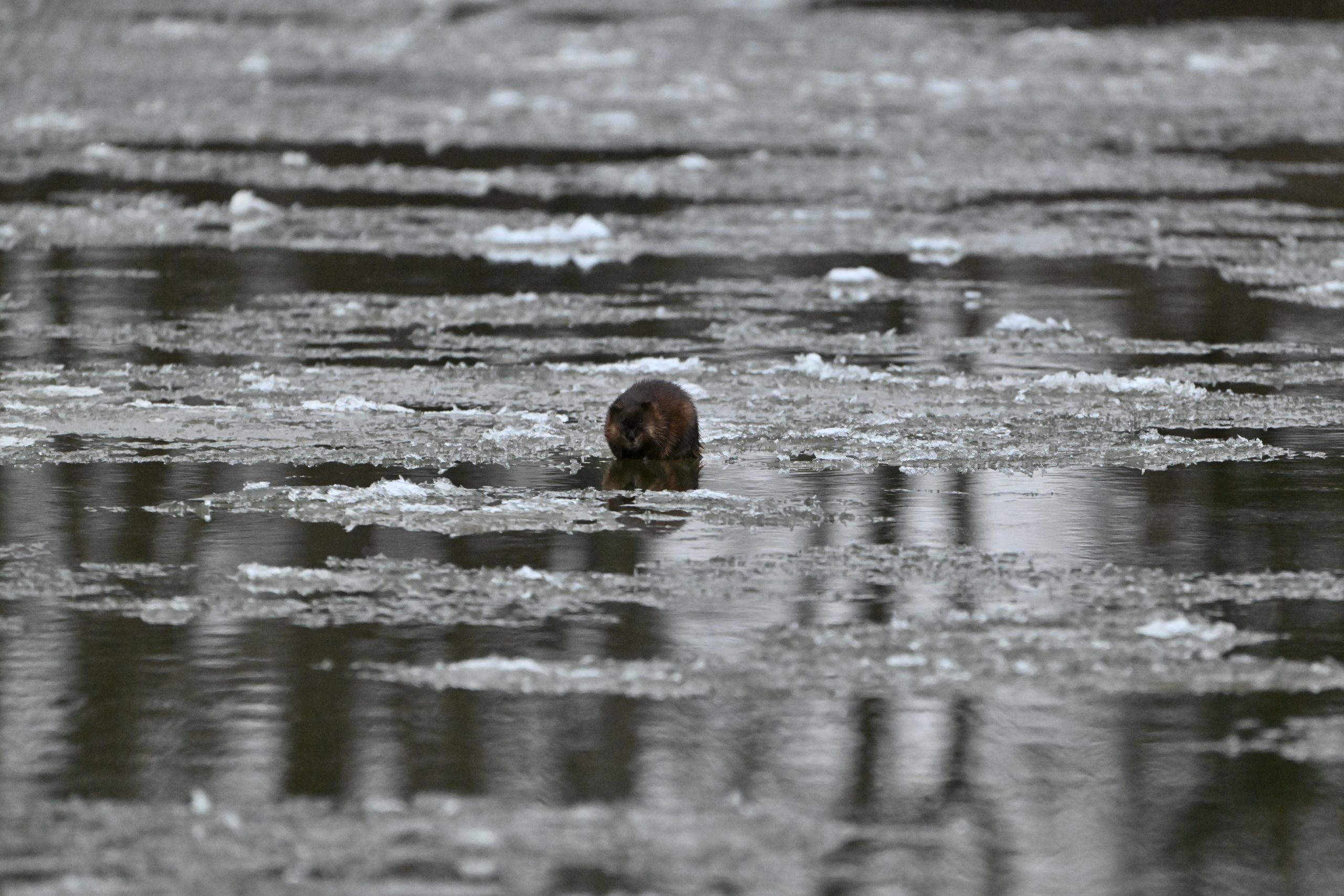 Muskrat
