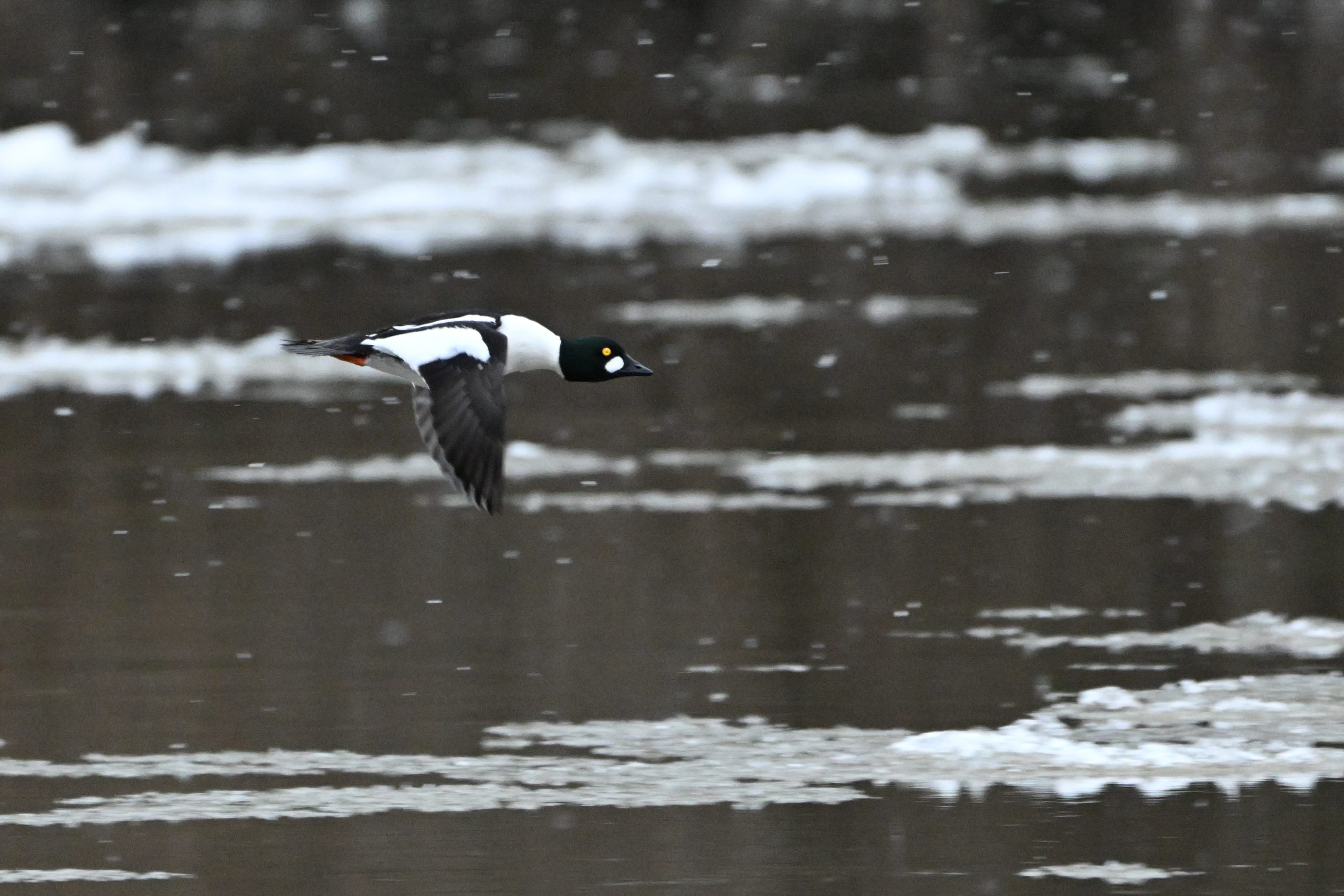 Common Goldeneye