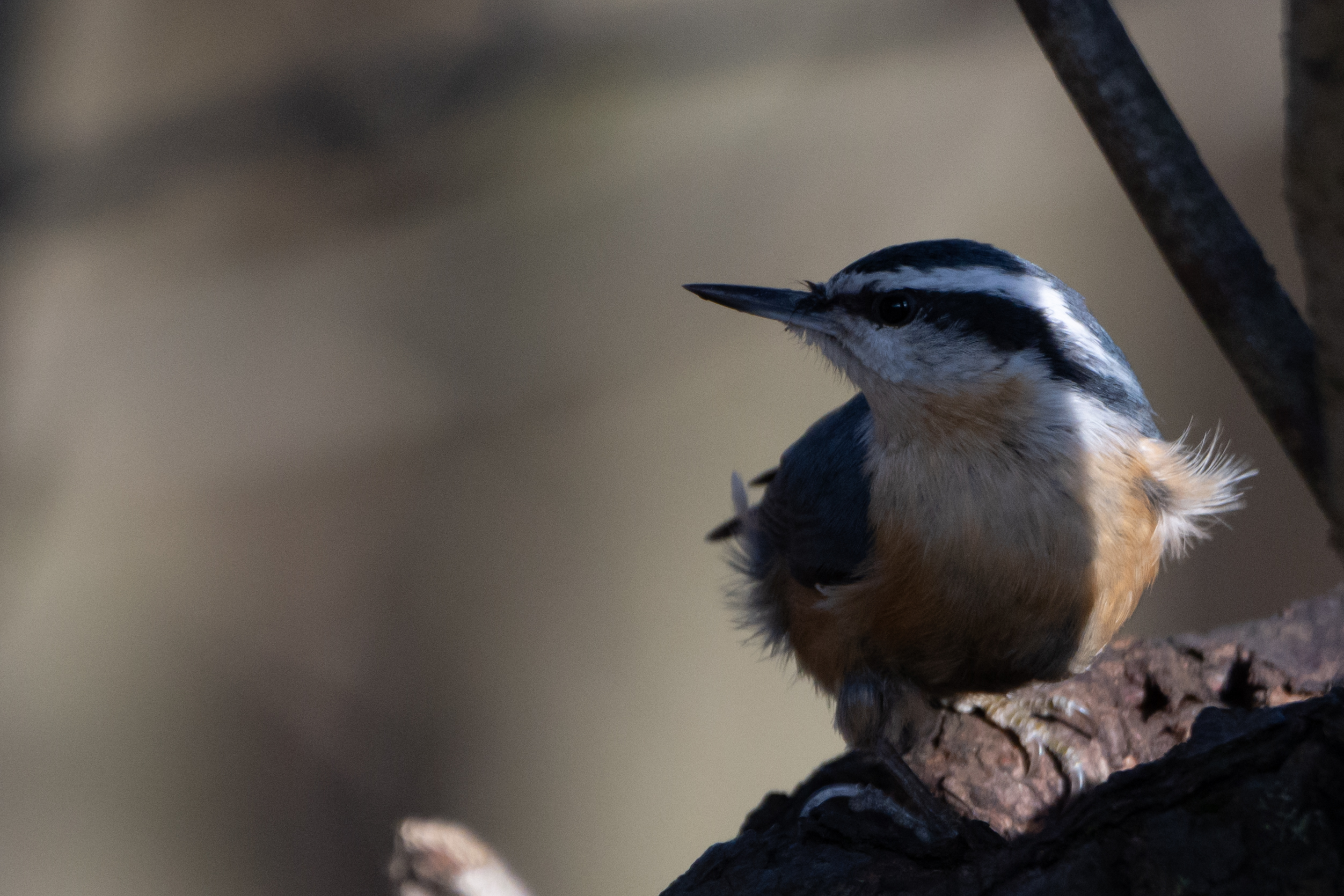 Red-breasted Nuthatch