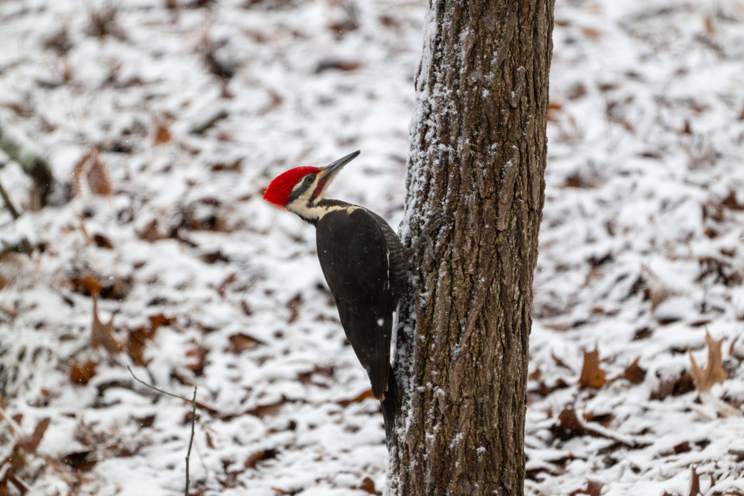 Pileated Woodpecker