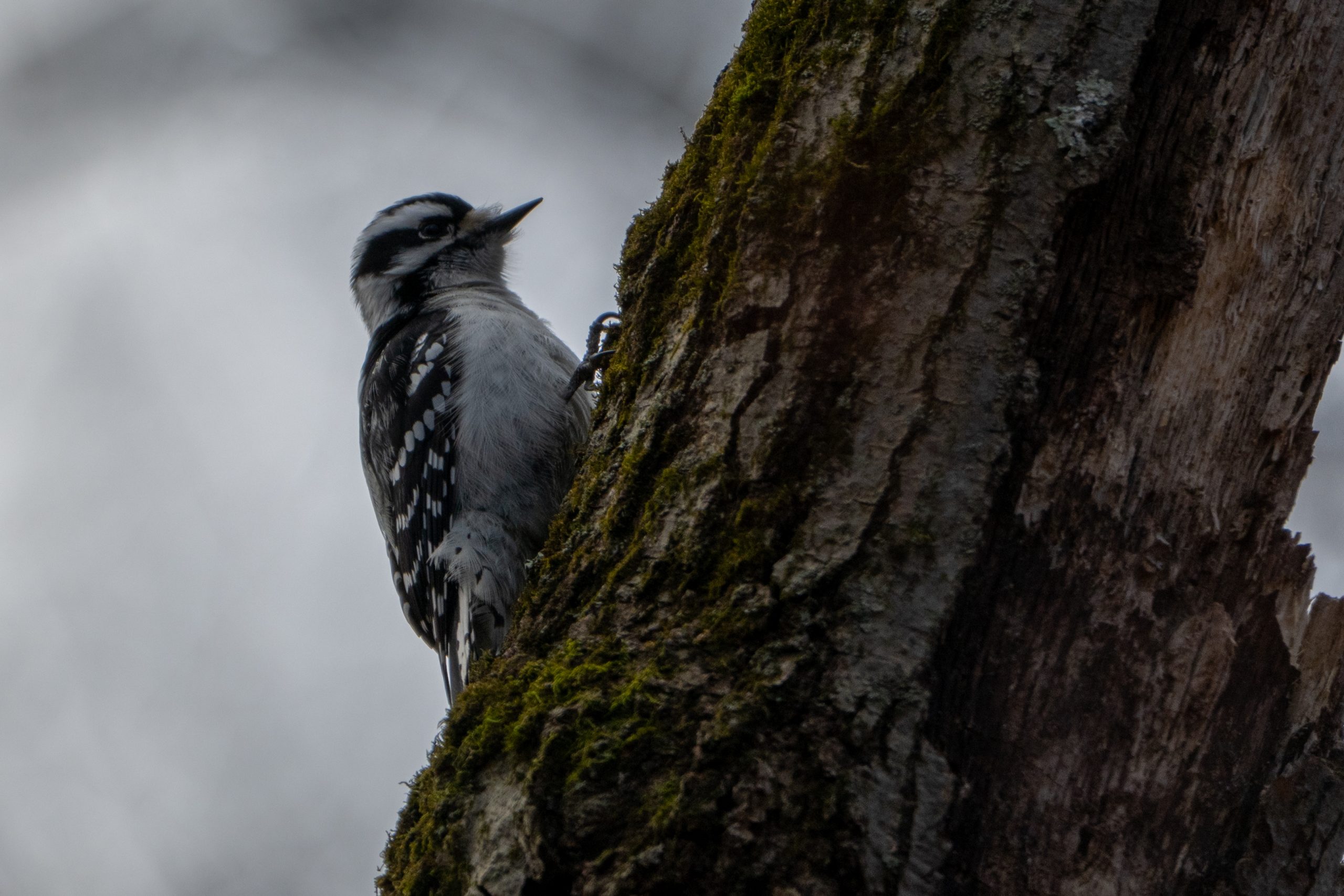 Downy Woodpecker
