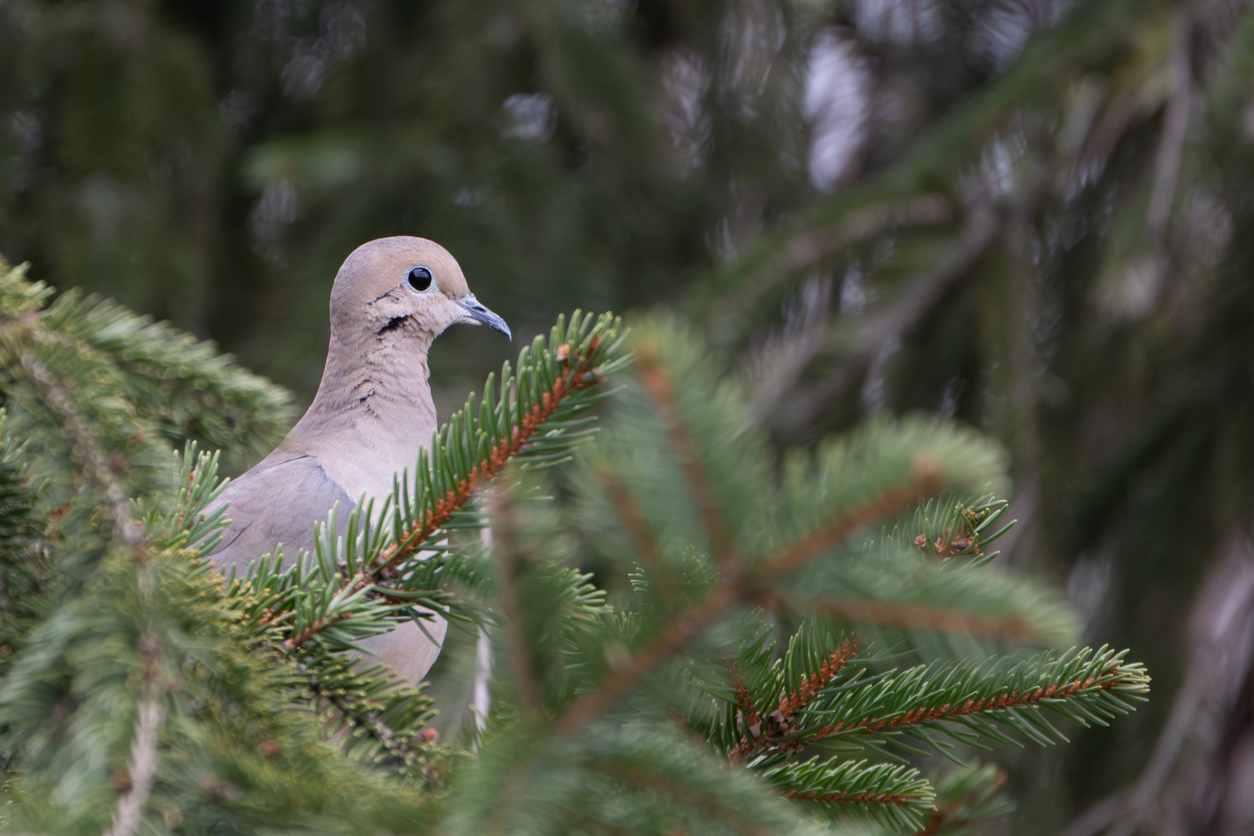 Mourning Dove
