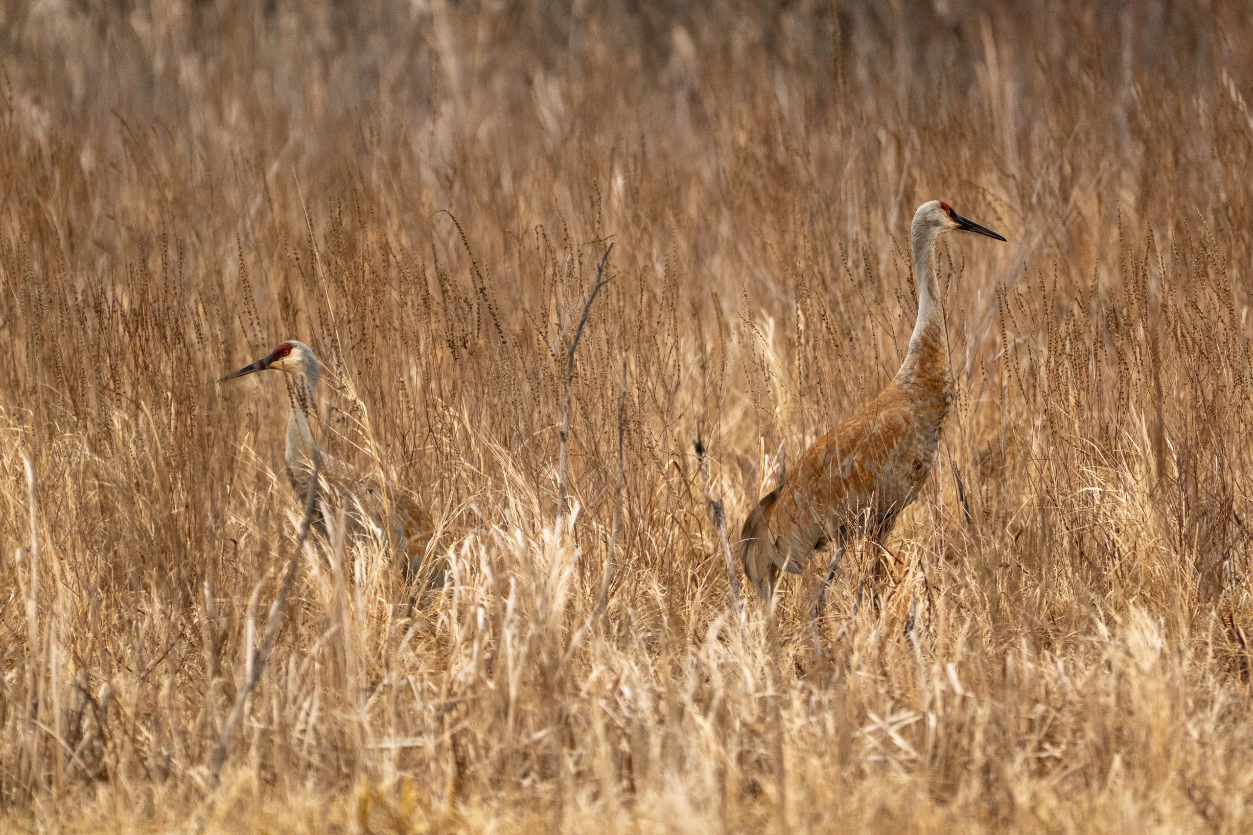 Sandhill Cranes
