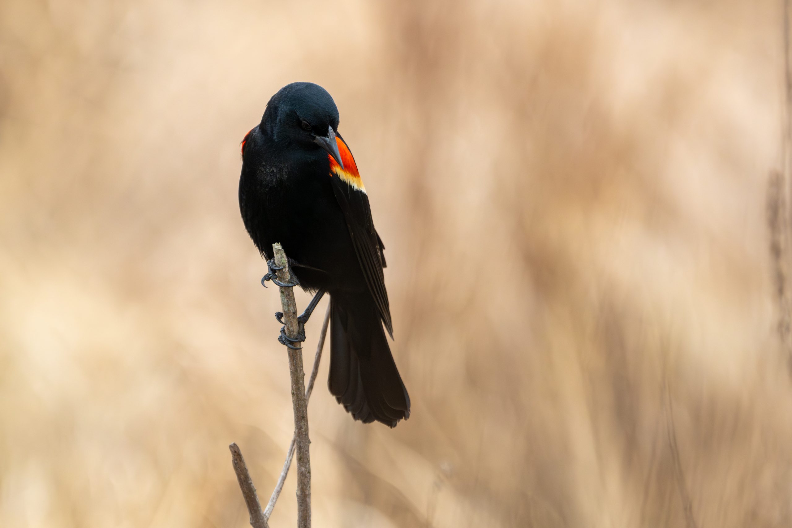 Red-winged Blackbird