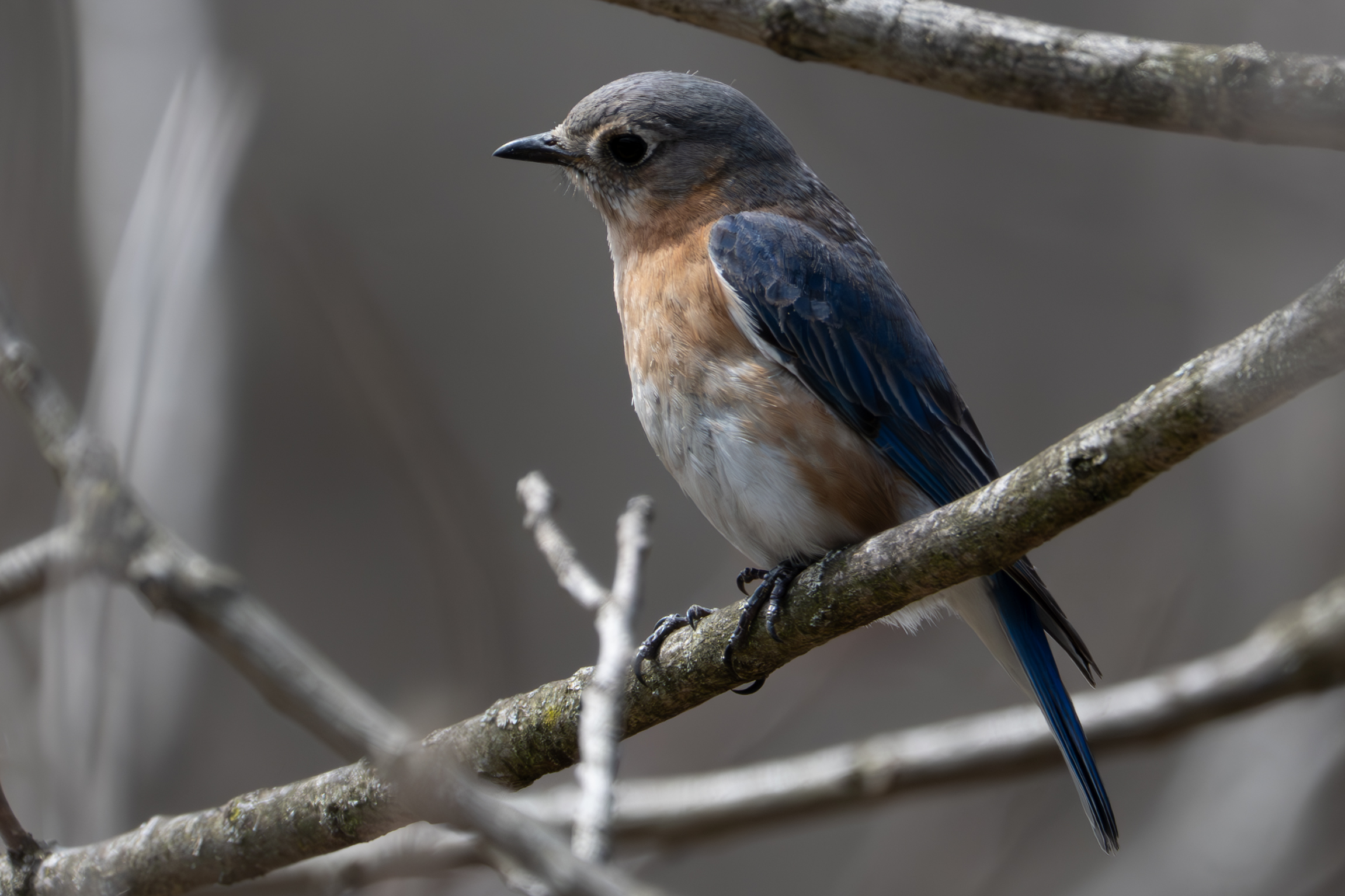 Eastern Bluebird