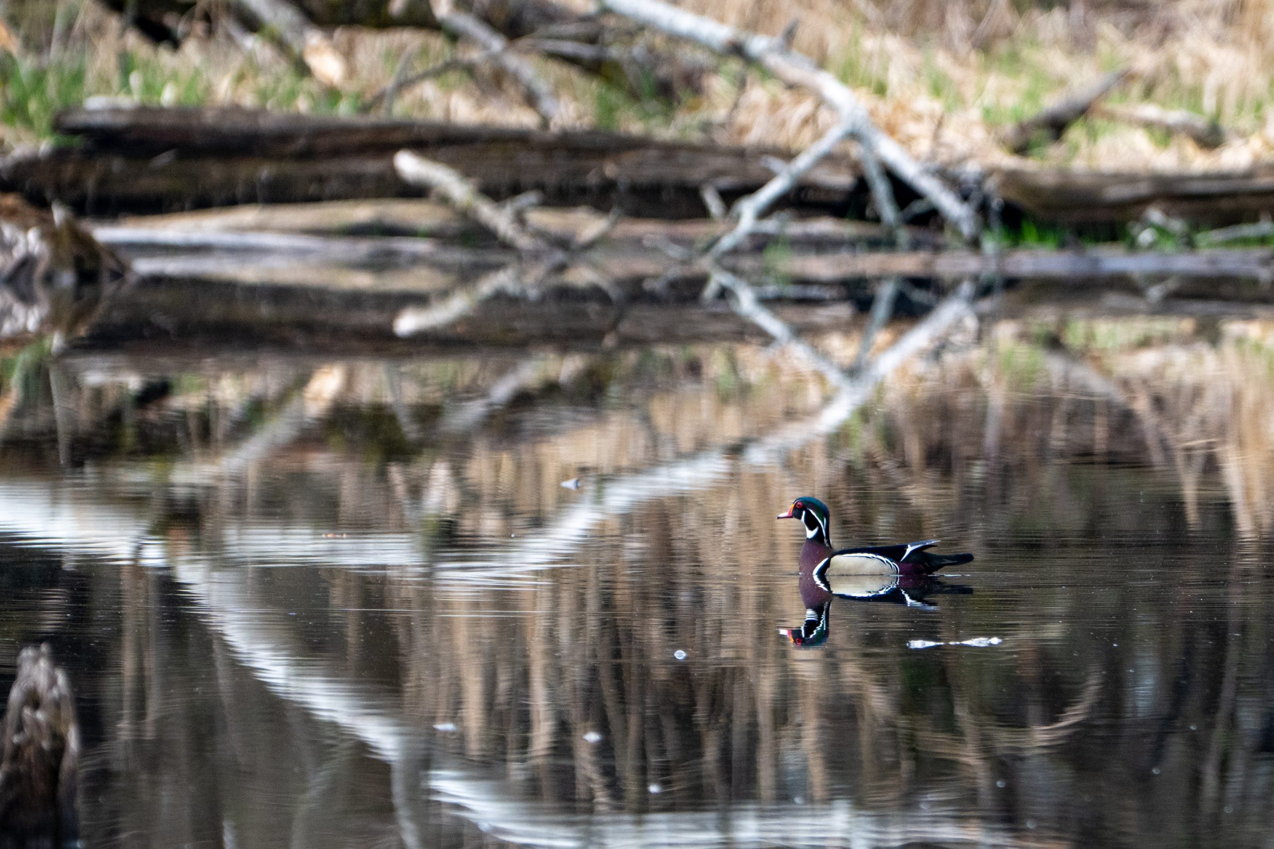 Wood Duck