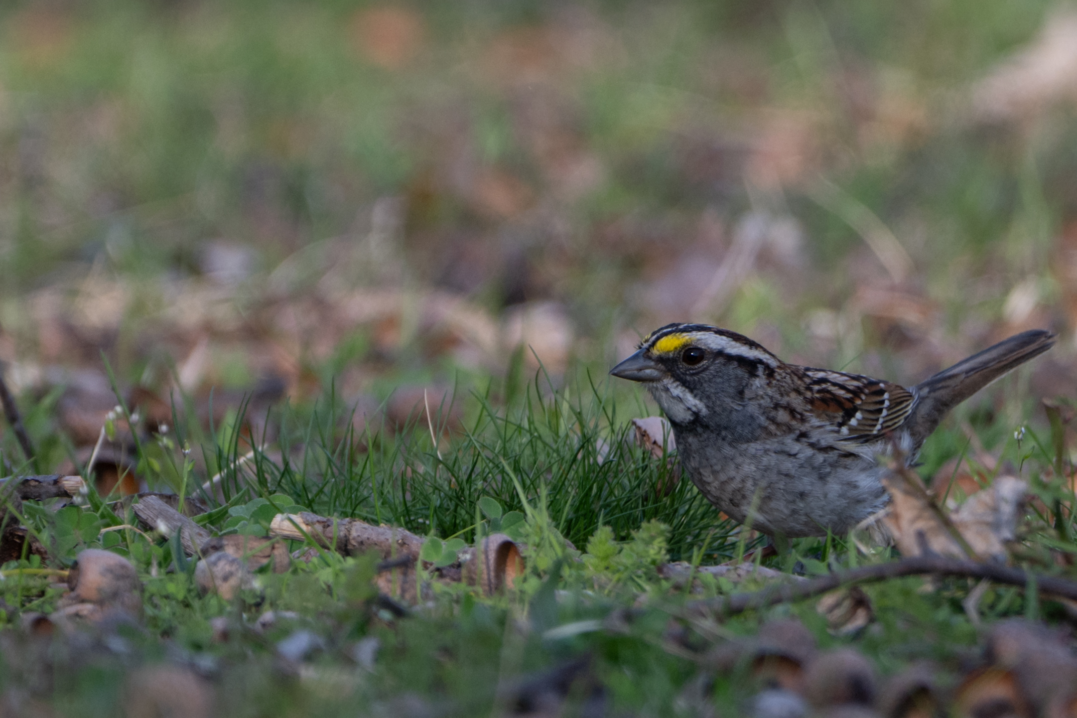 Savannah Sparrow