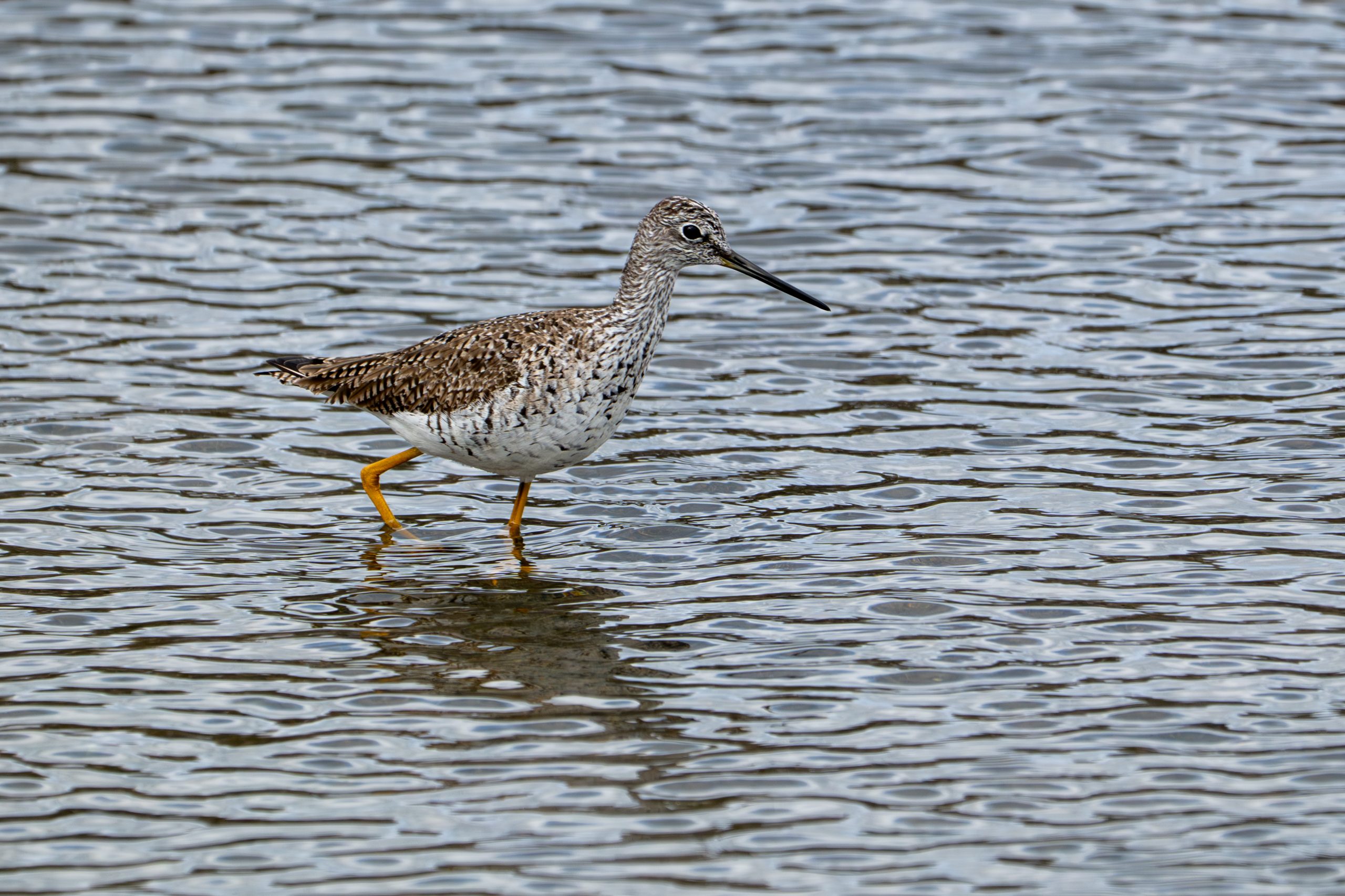Greater Yellowlegs