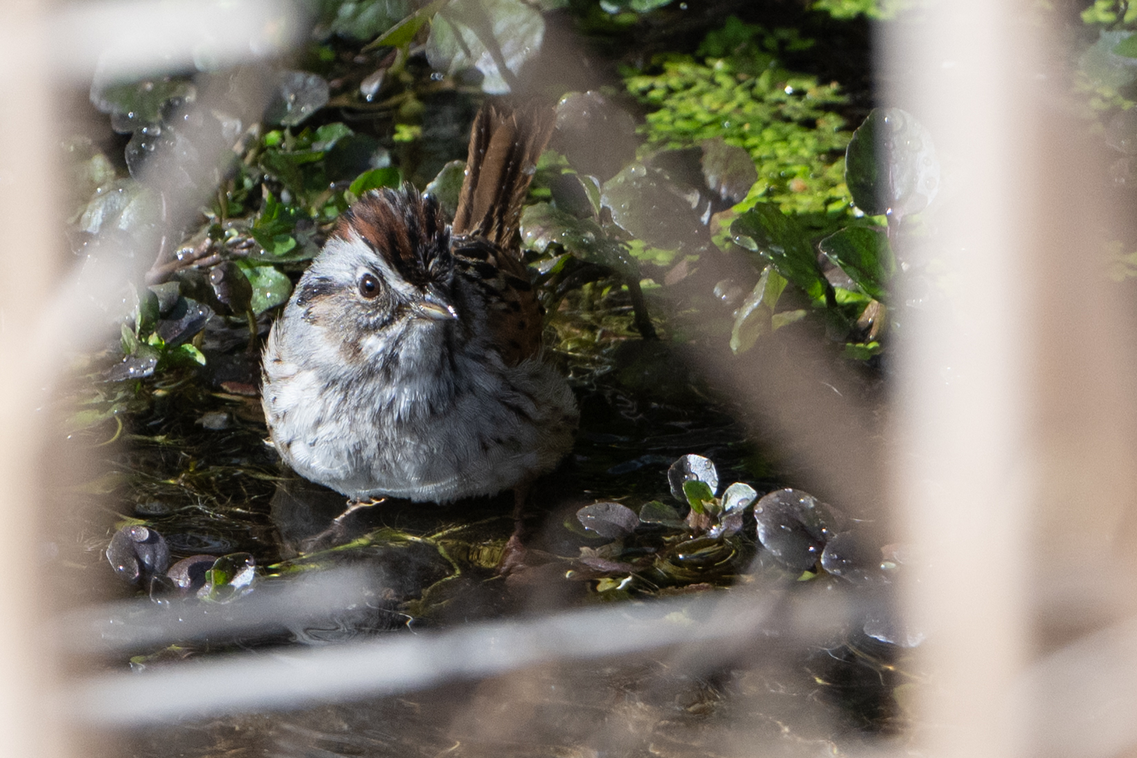 Swamp Sparrow