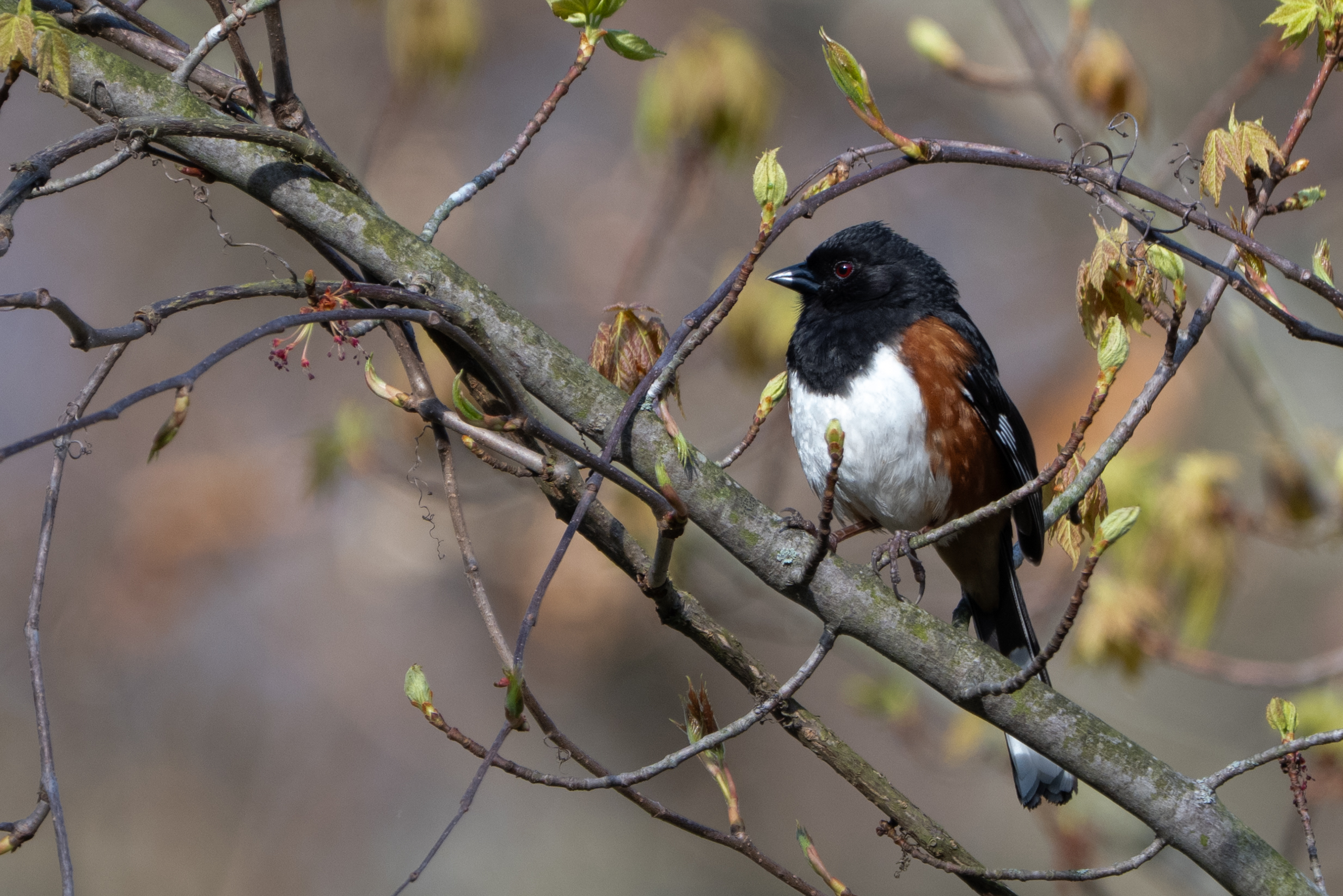 Eastern Towhee