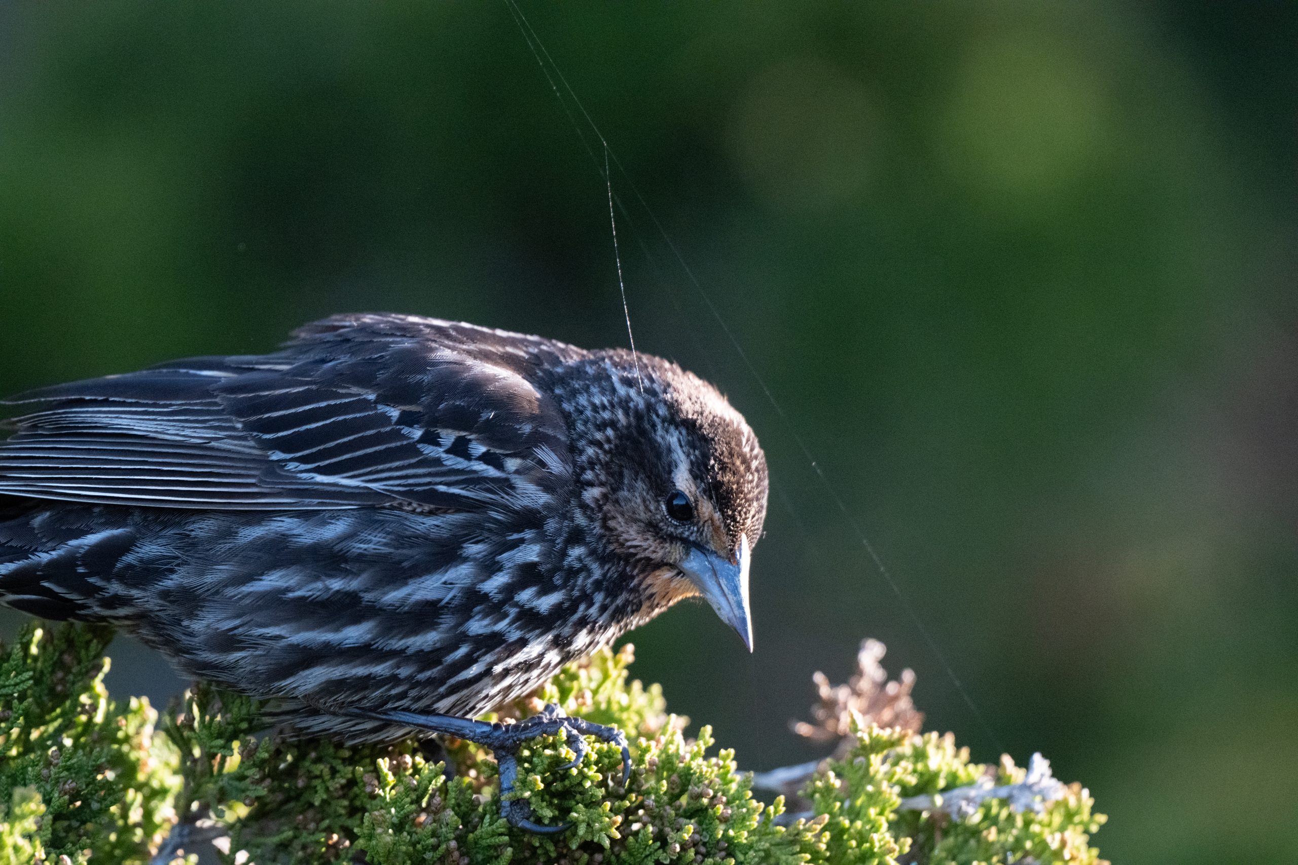 Red-winged Blackbird