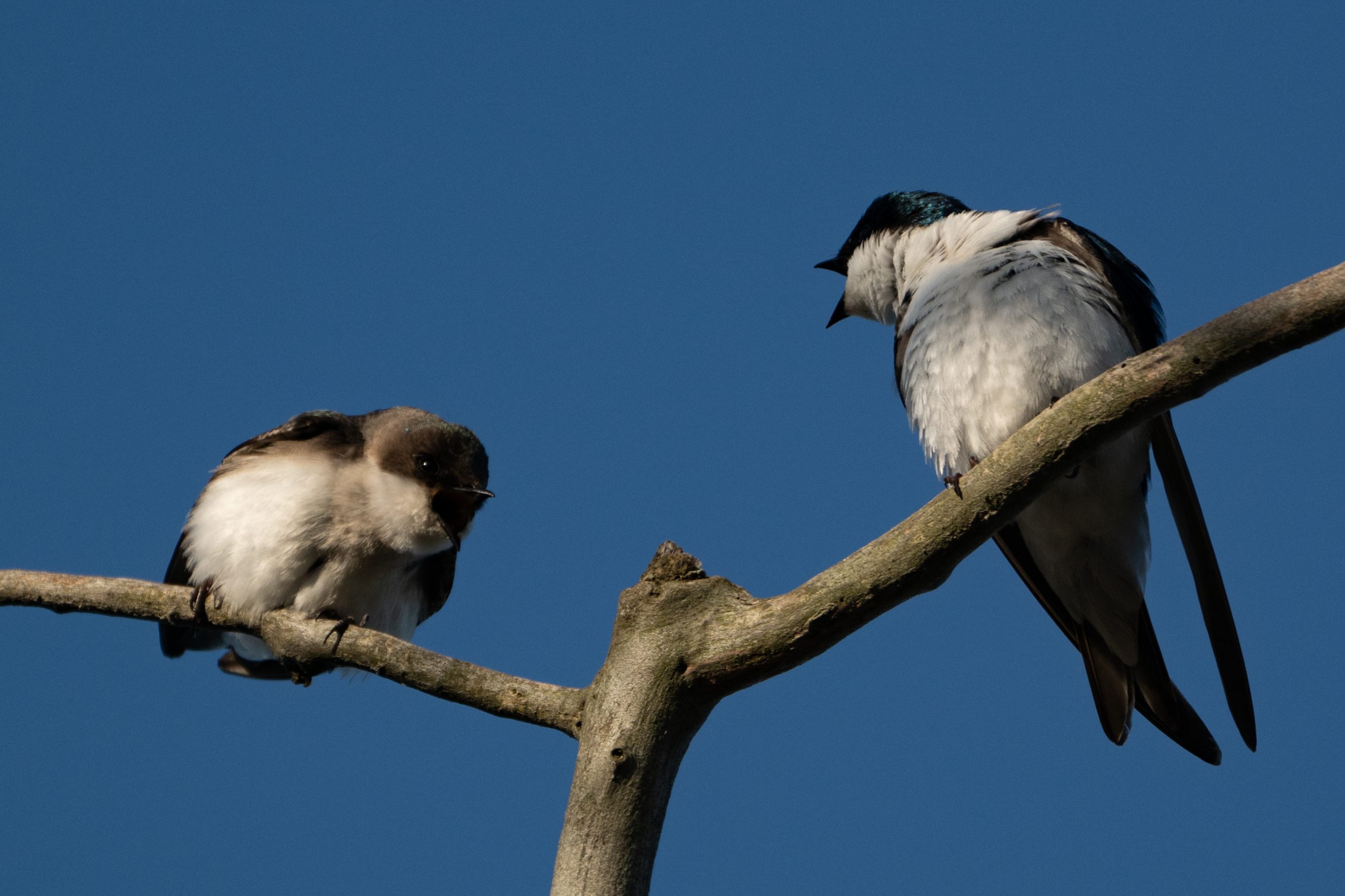 Tree Swallows
