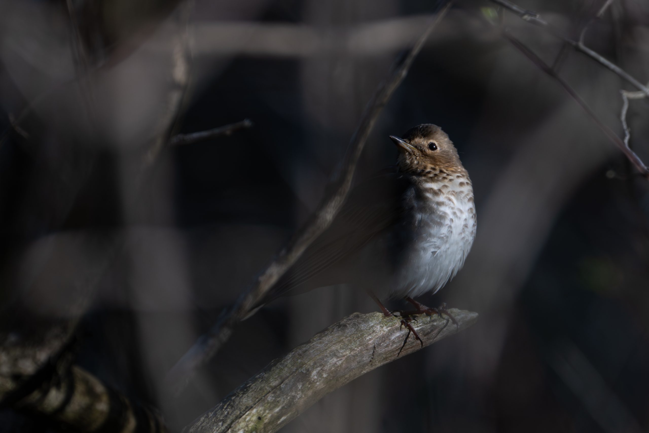 Veery