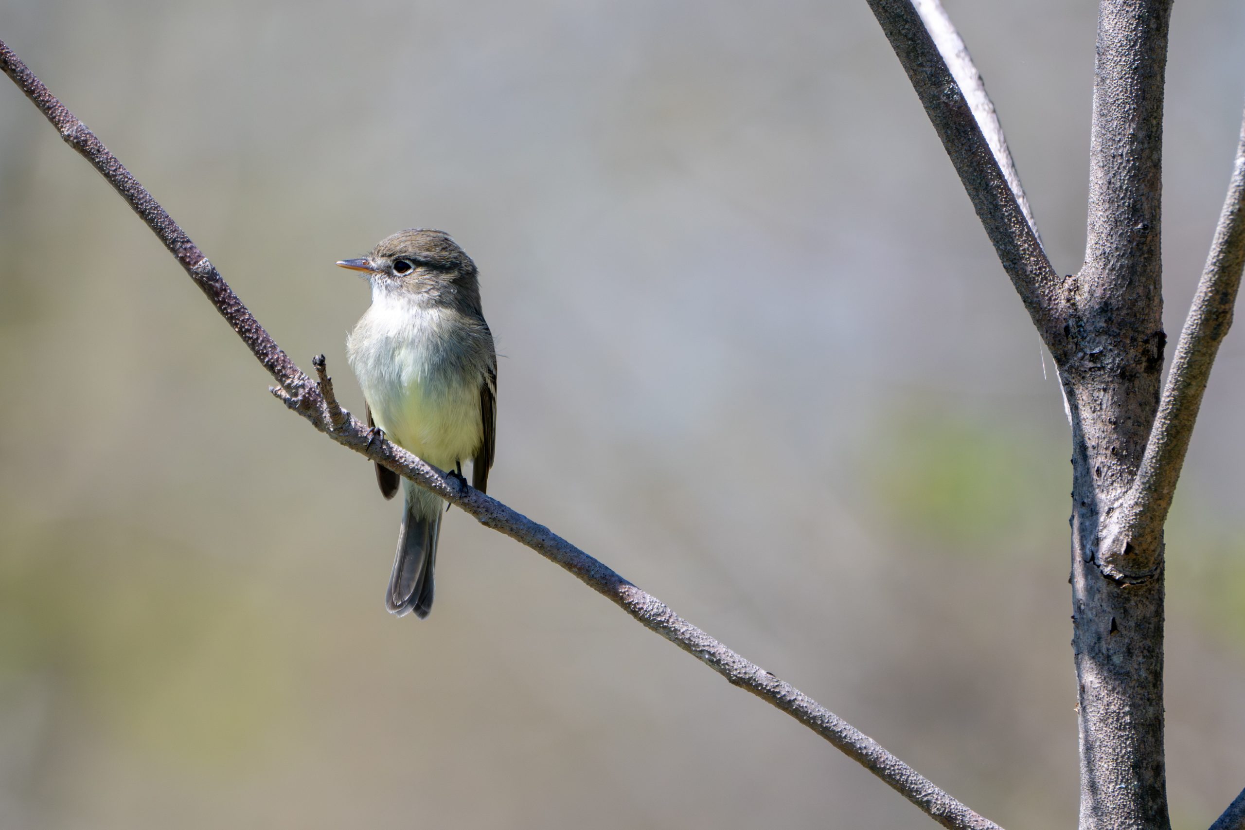 Flycatcher sp.