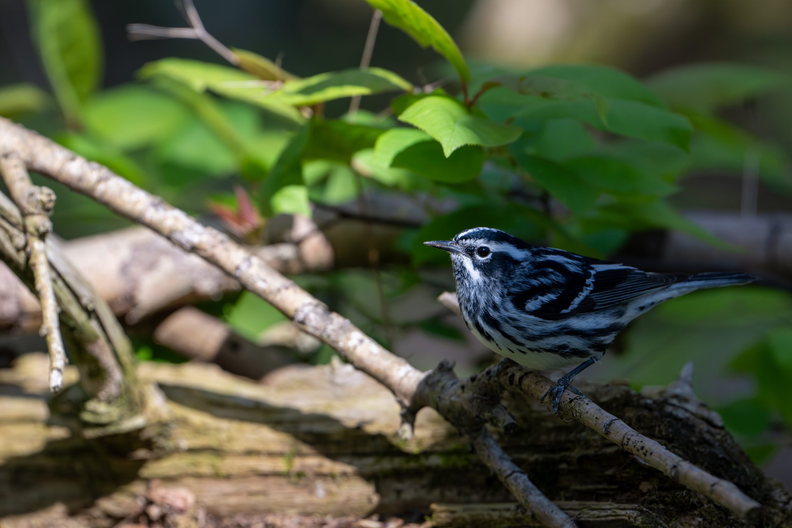 Black-and-white Warbler