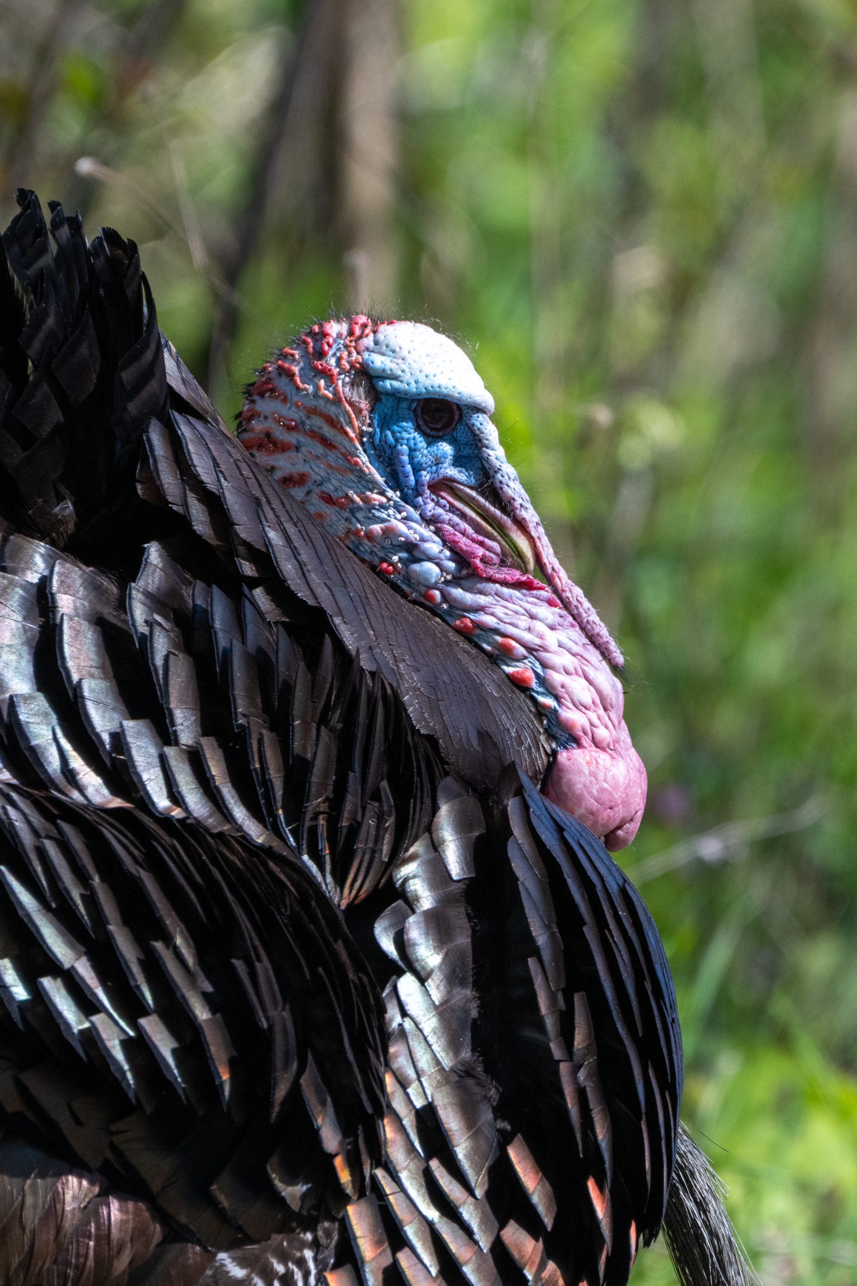 Wild Turkey