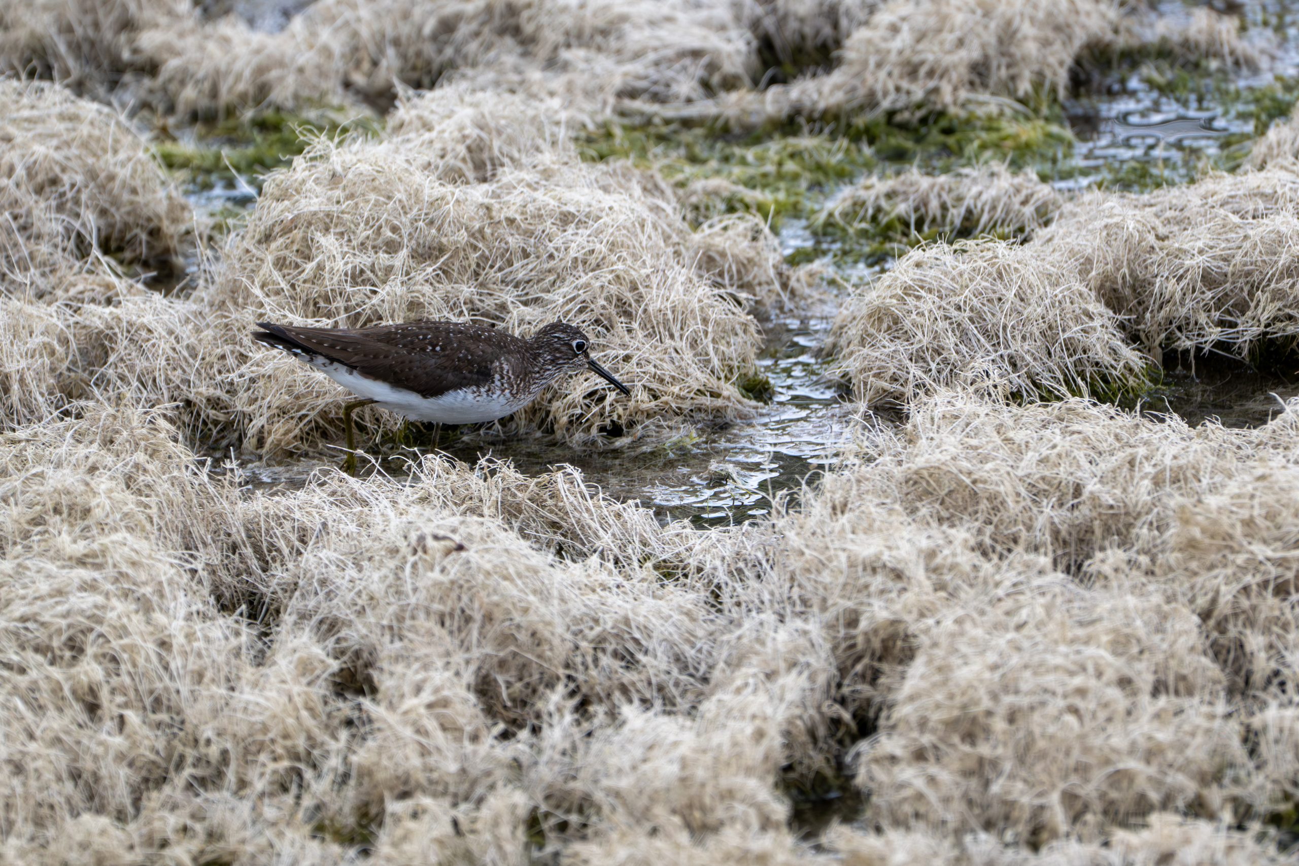 Solitary Sandpiper