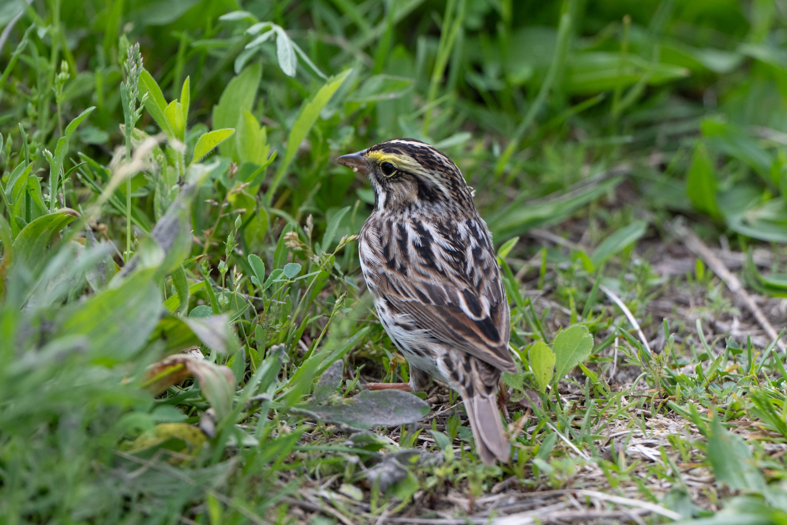 Savannah Sparrow