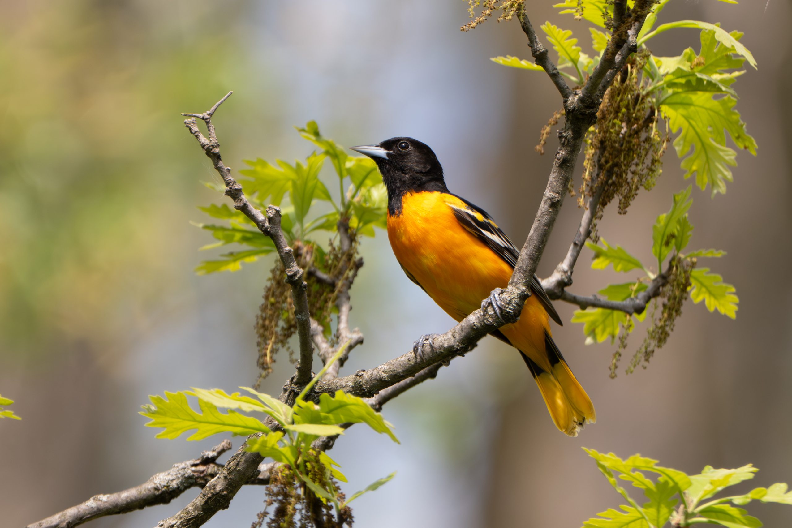 Baltimore Oriole