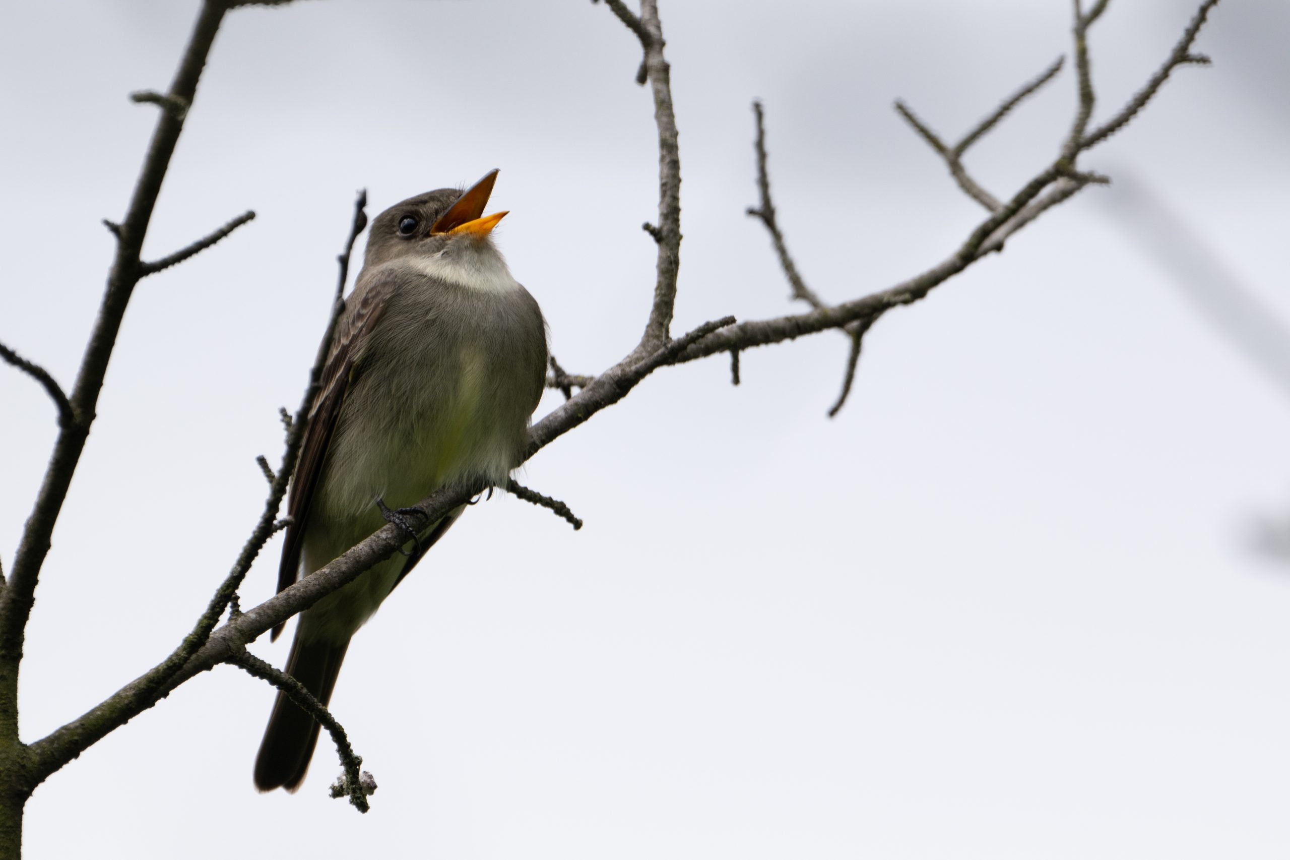 Flycatcher sp.
