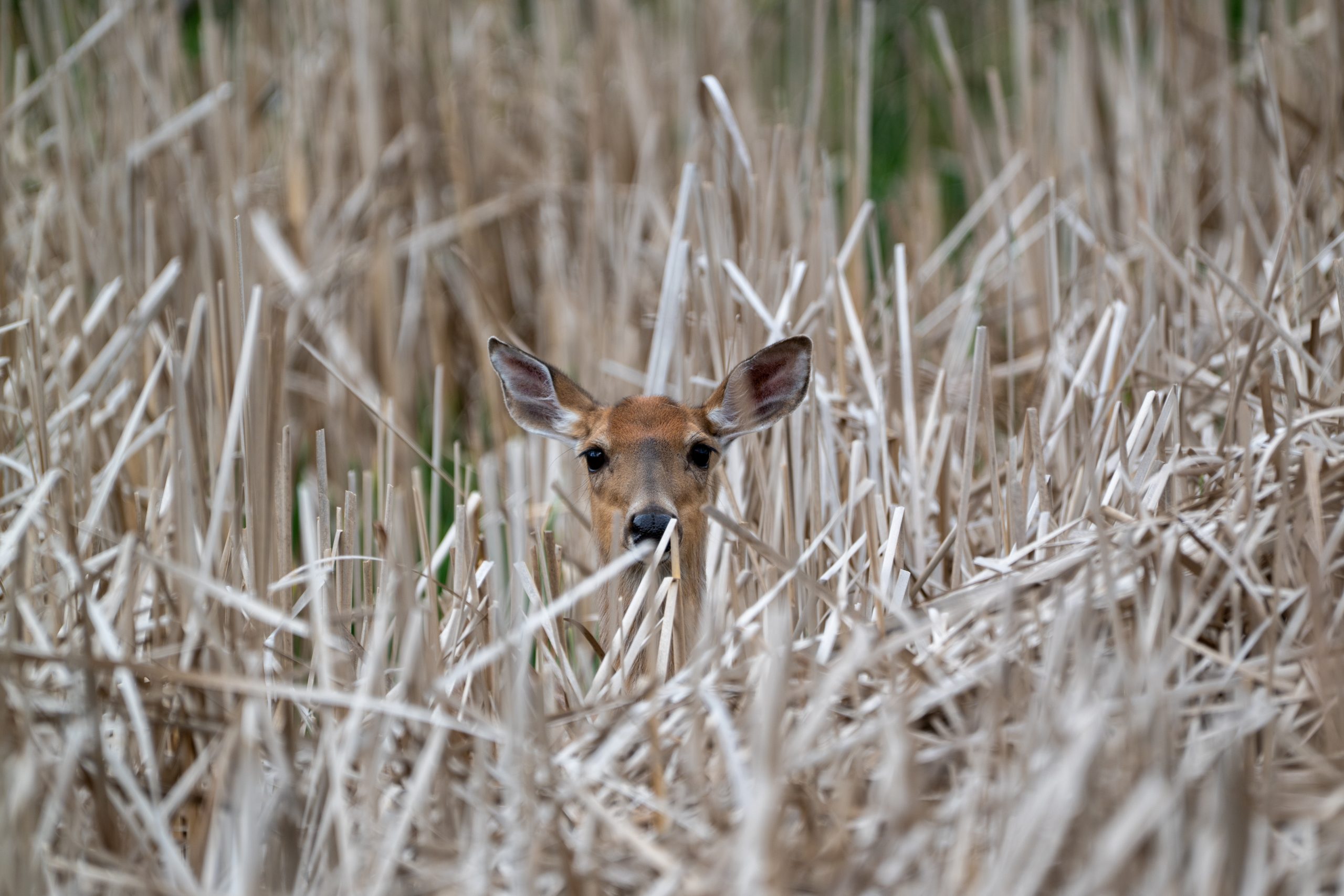 White-tailed Deer