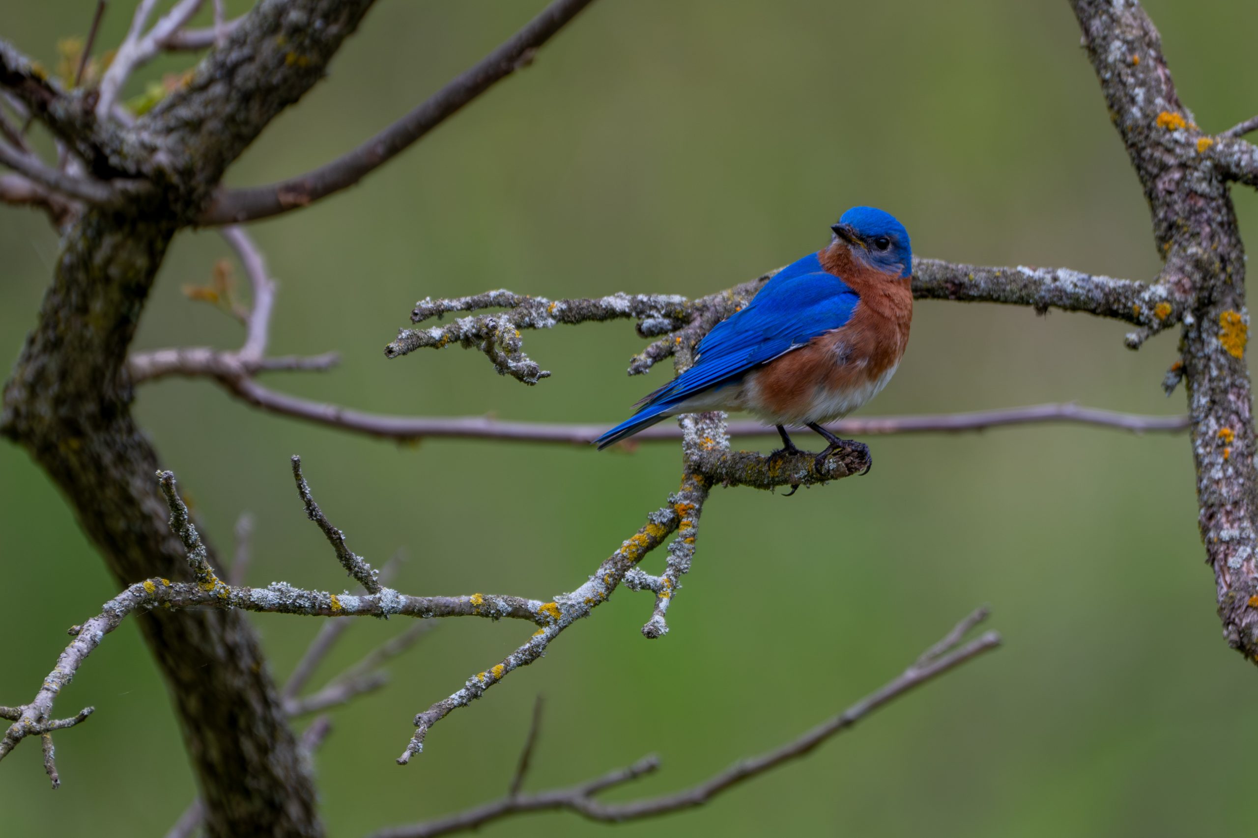 Eastern Bluebird