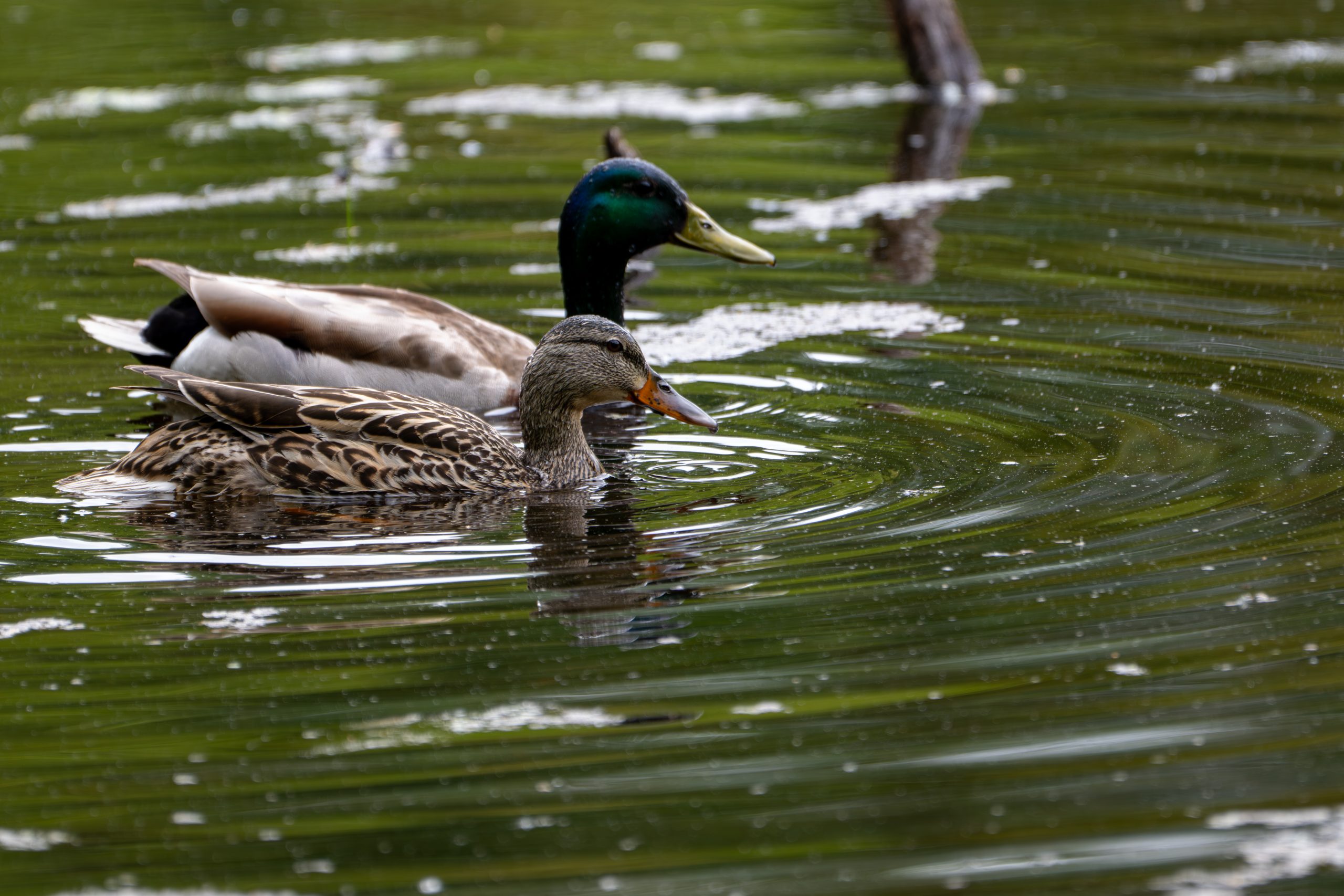 Mallards
