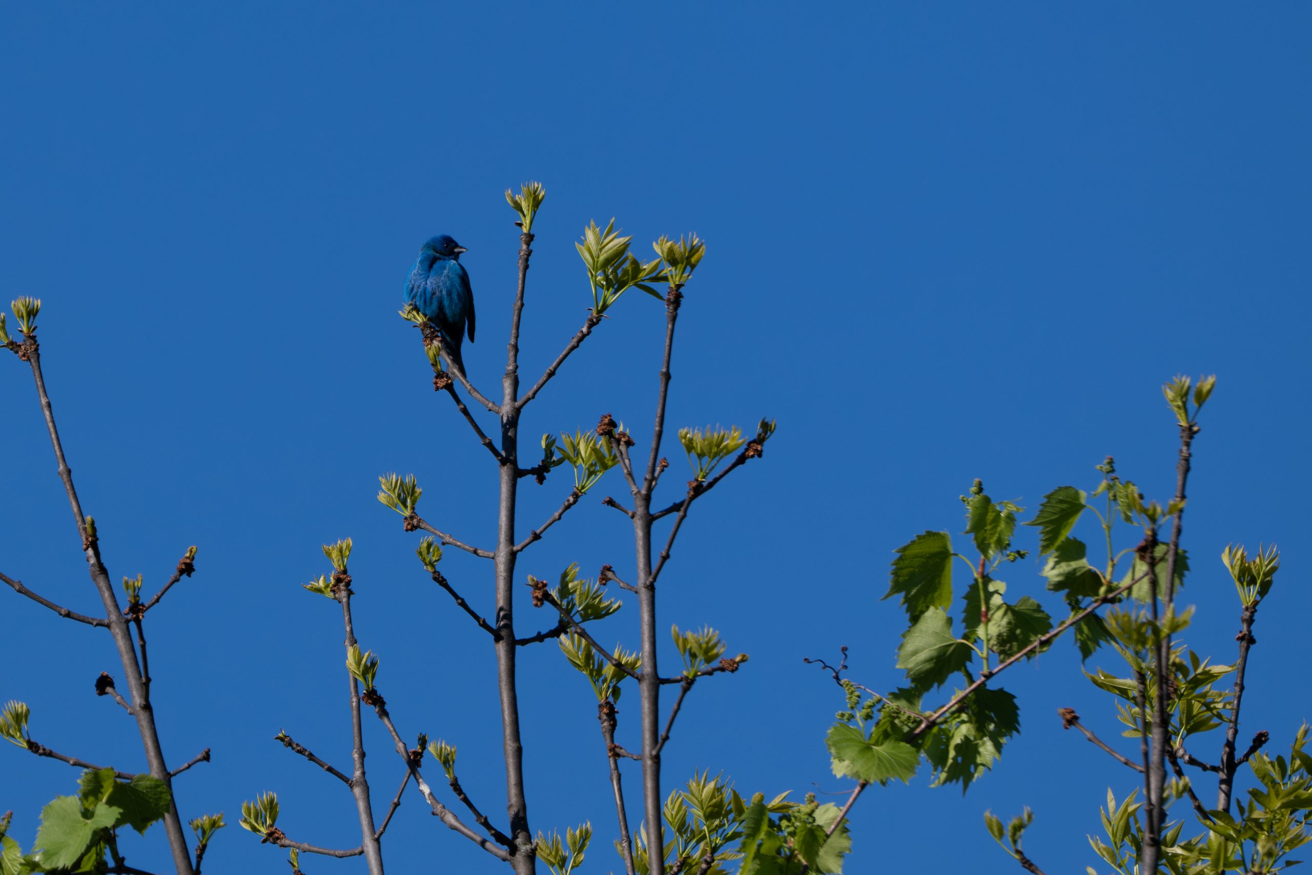 An Indigo Bunting, one of the colorful birds native plants help bring in