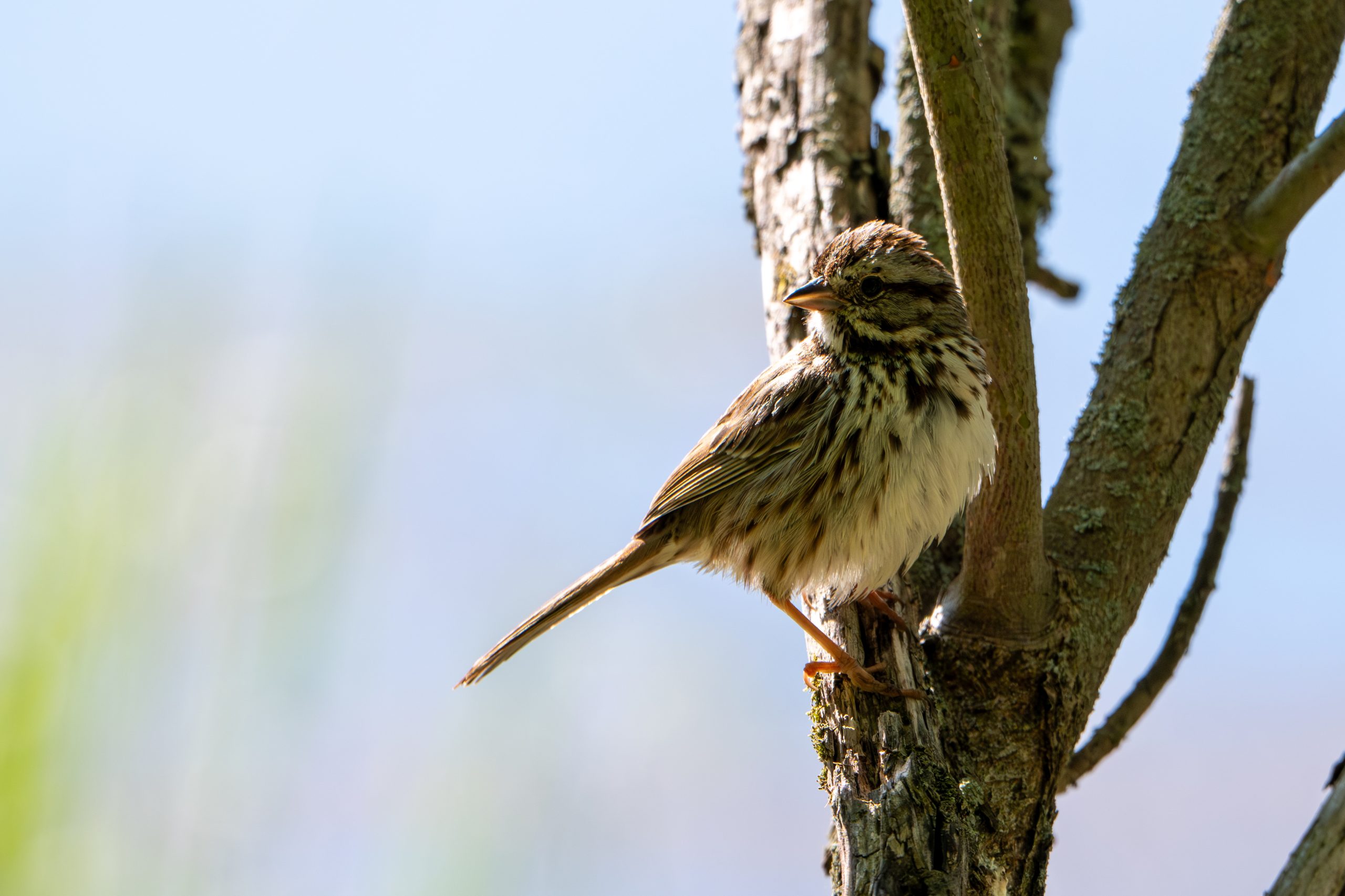 Song Sparrow