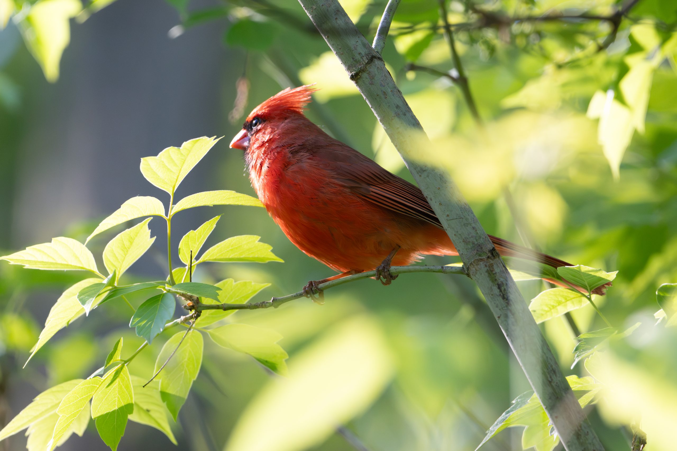 Northern Cardinal