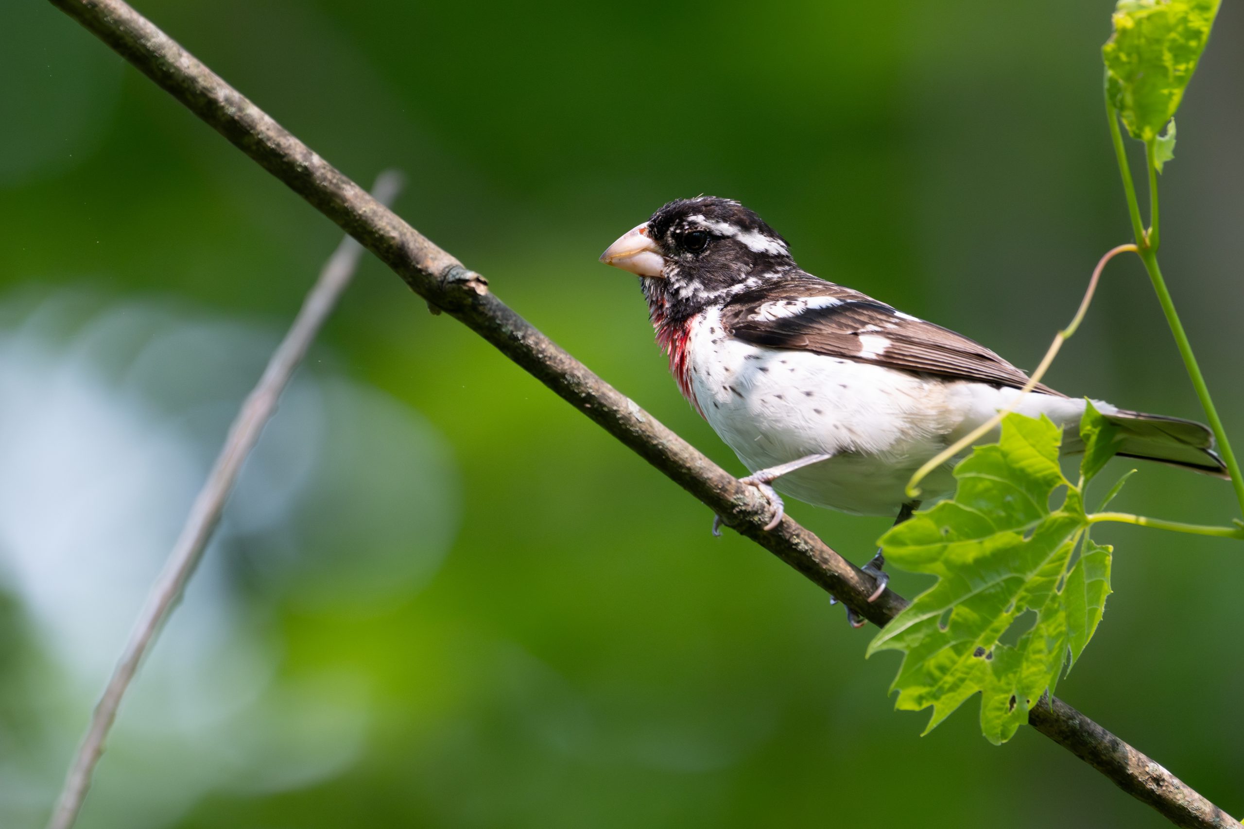 Rose-breasted Grosbeak