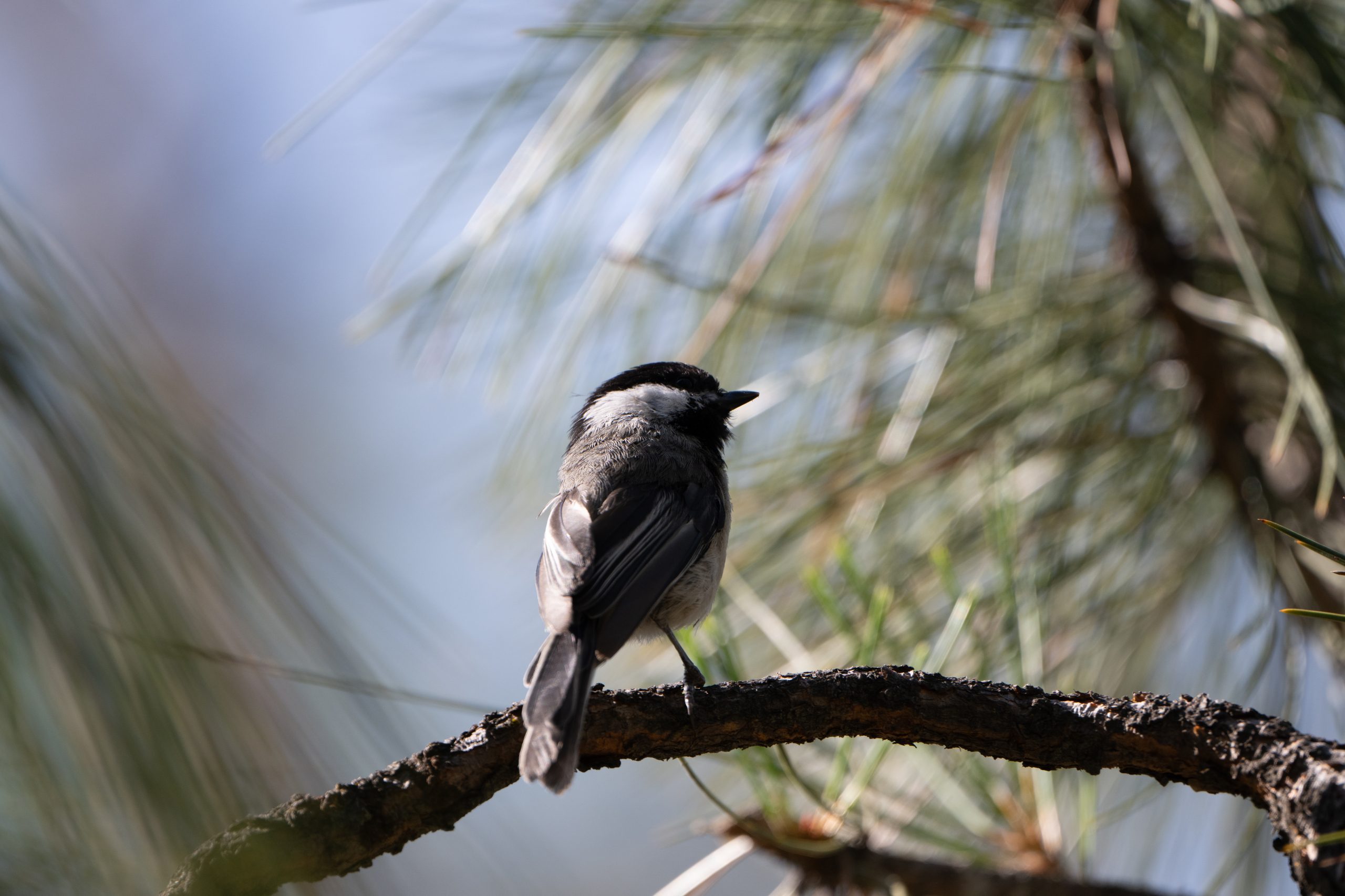 Black-capped Chickadee