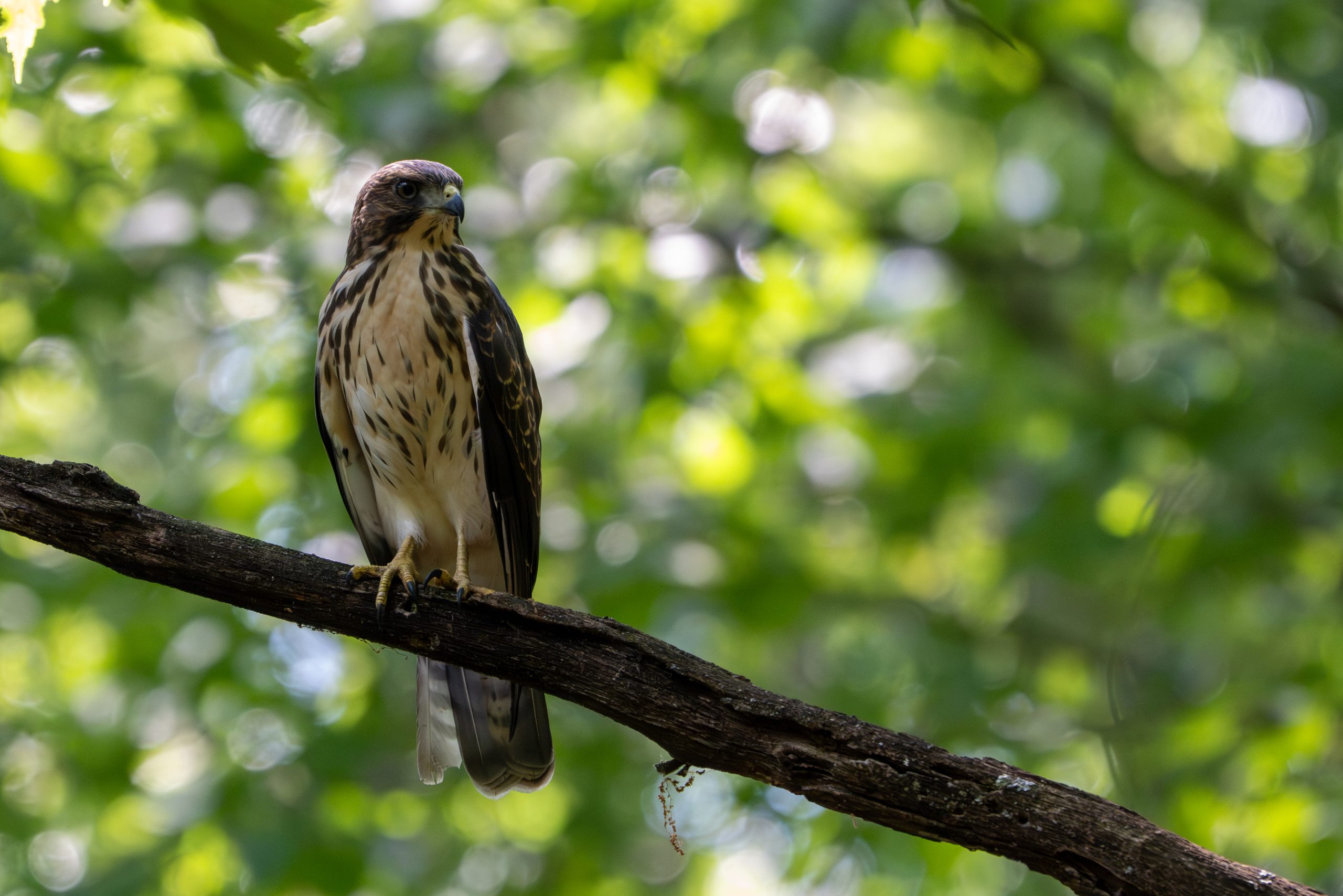 Immature Cooper's Hawk perched on a branch