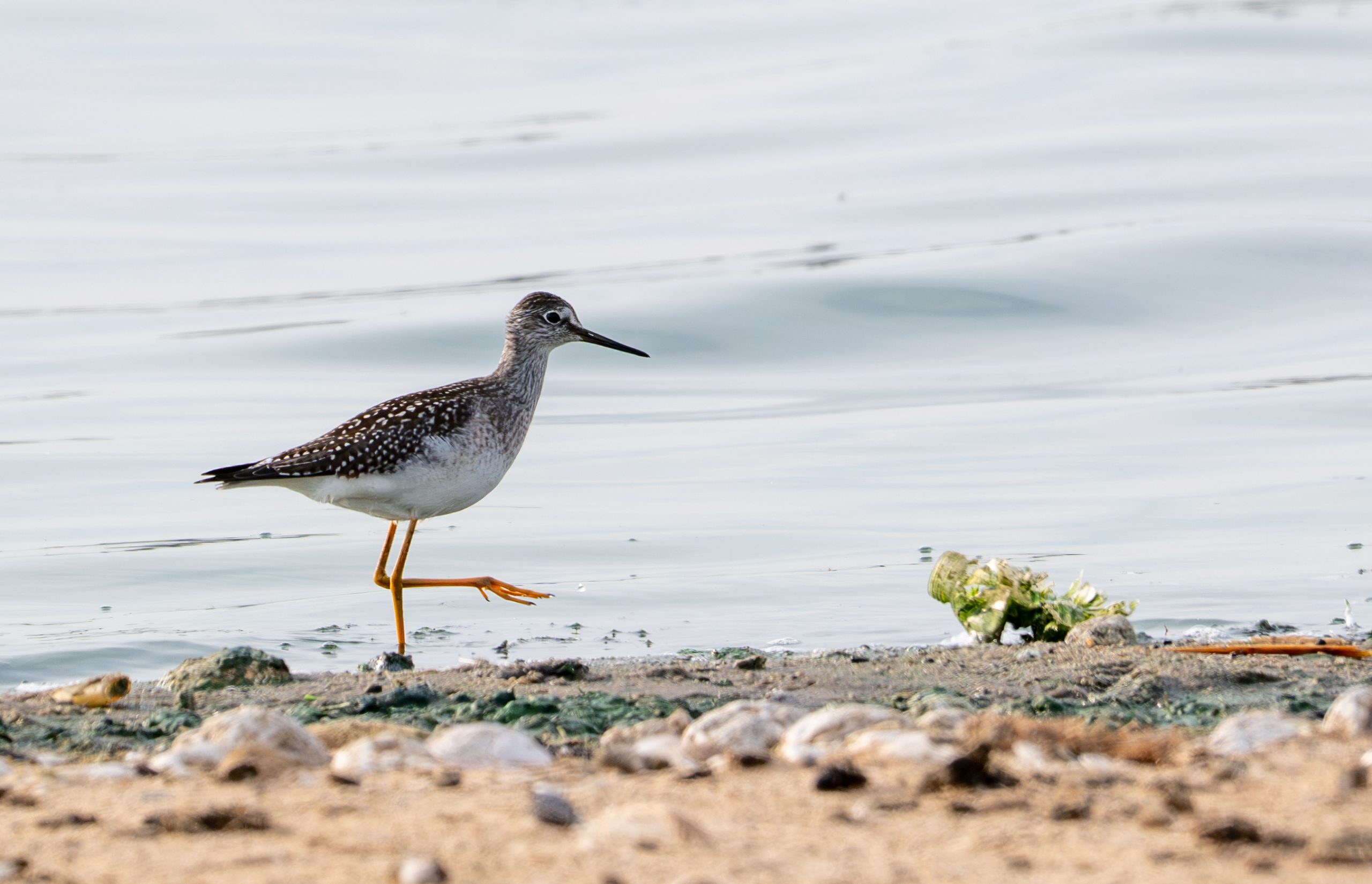 A Greater Yellowlegs wading near plastic debris by the San Joaquin River