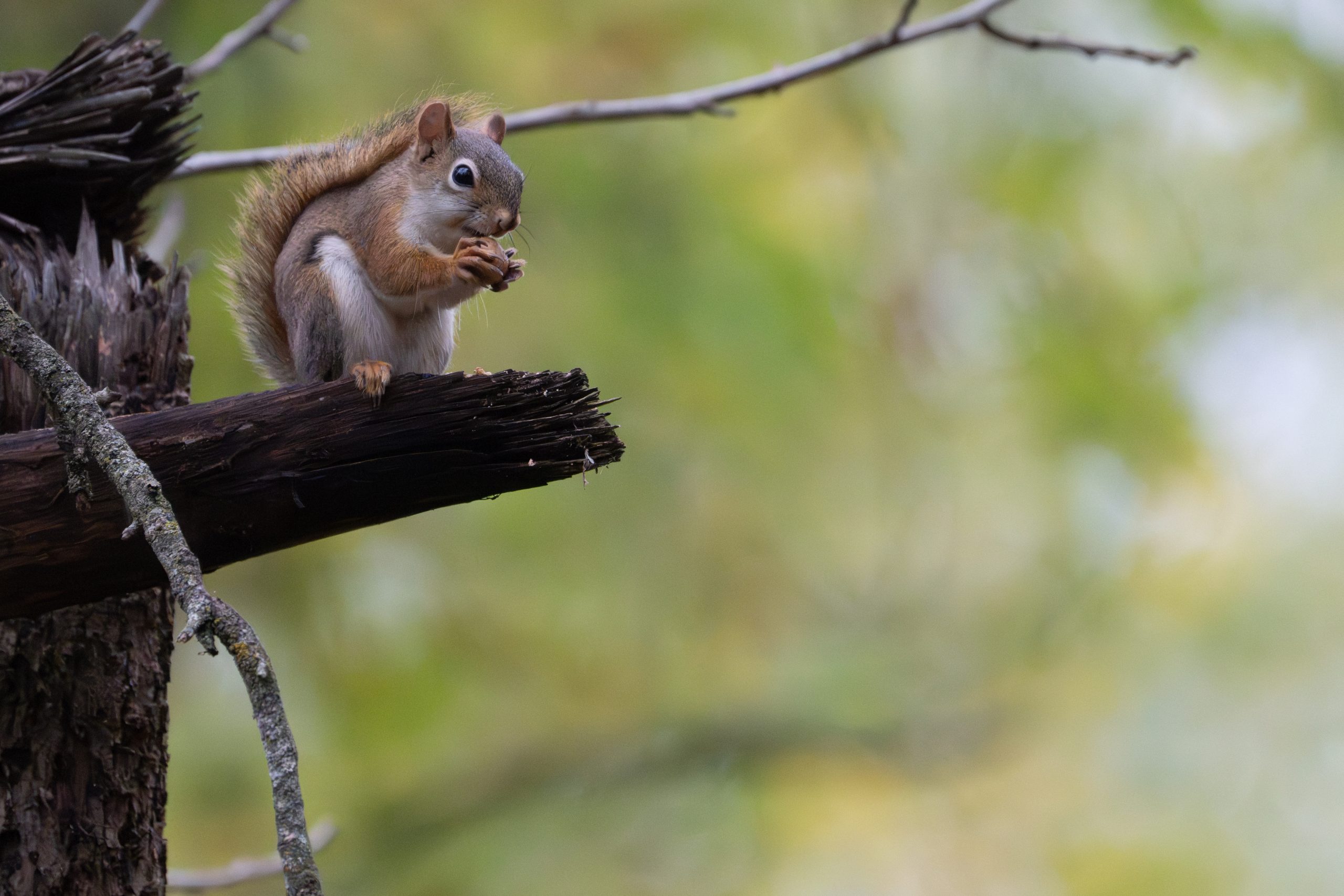 Red Squirrel