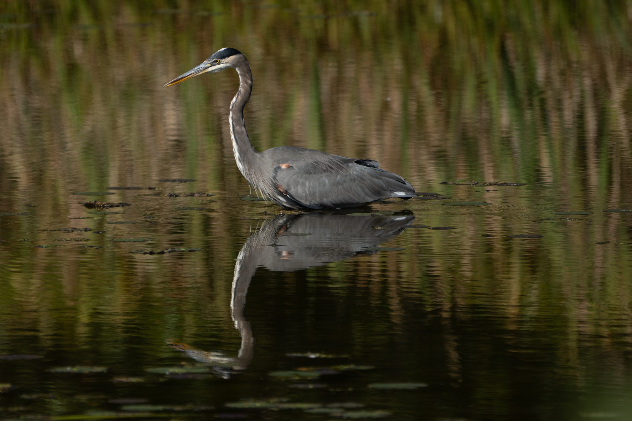Great Blue Heron