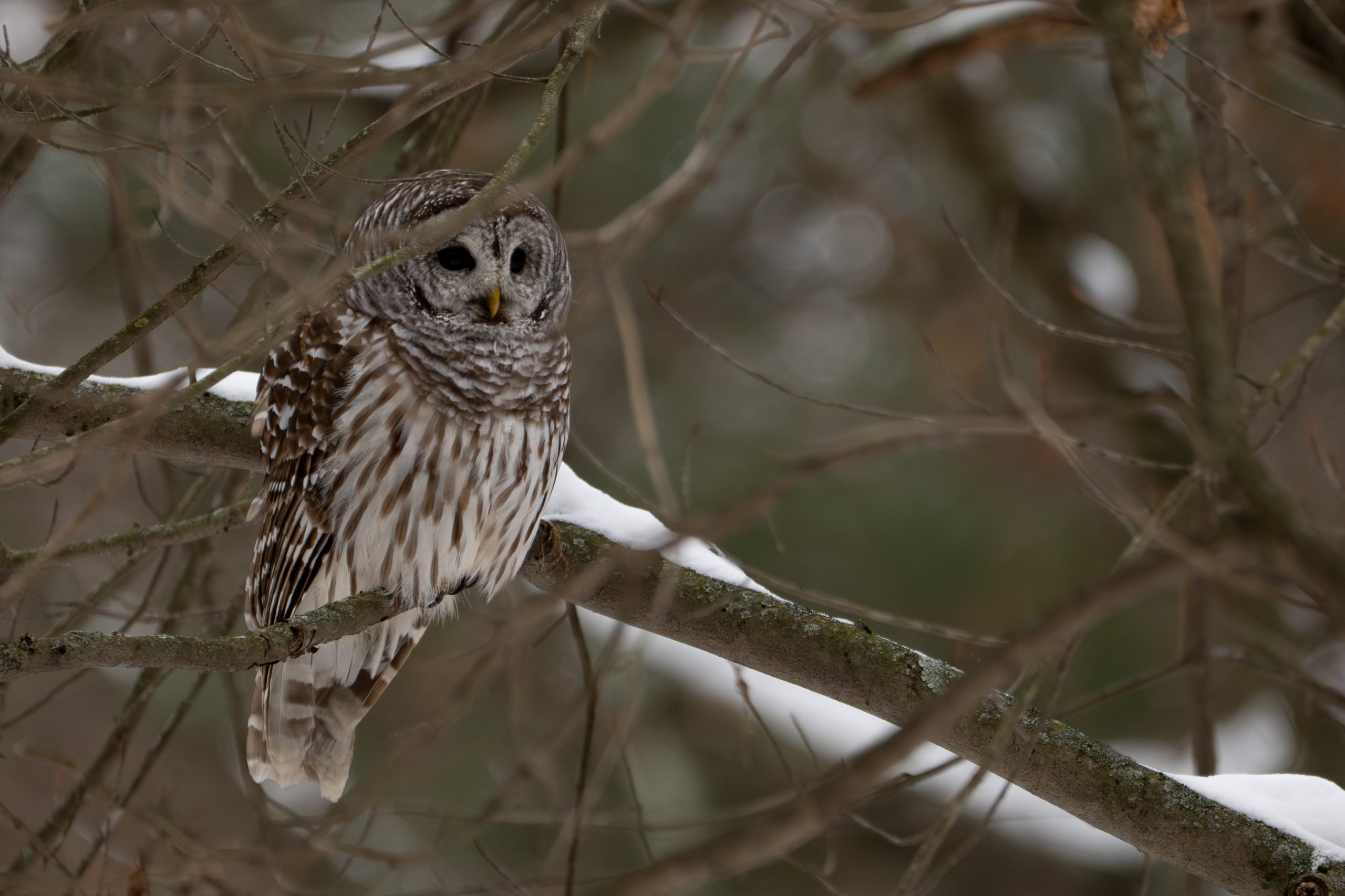 Barred Owl