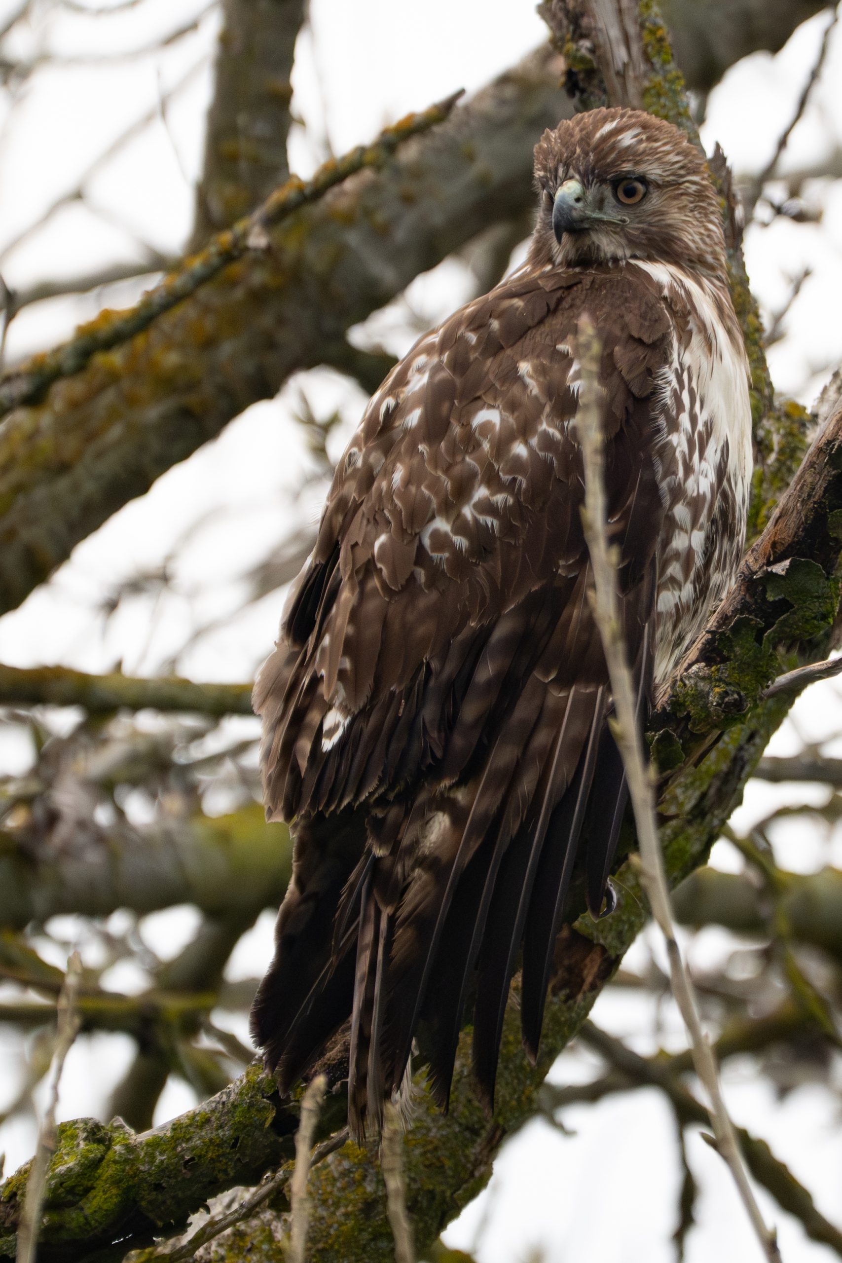 Red-tailed Hawk