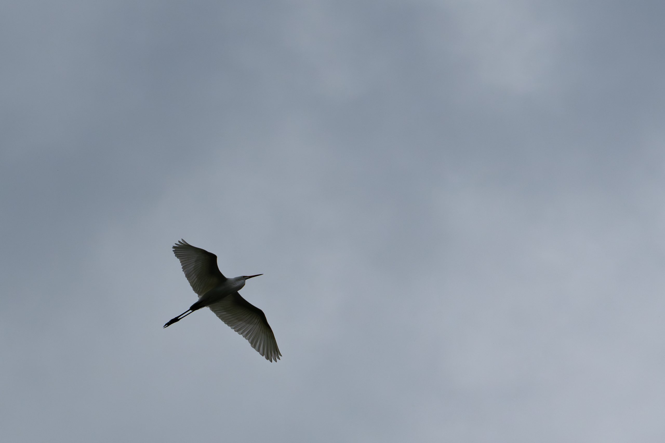 Great Egret
