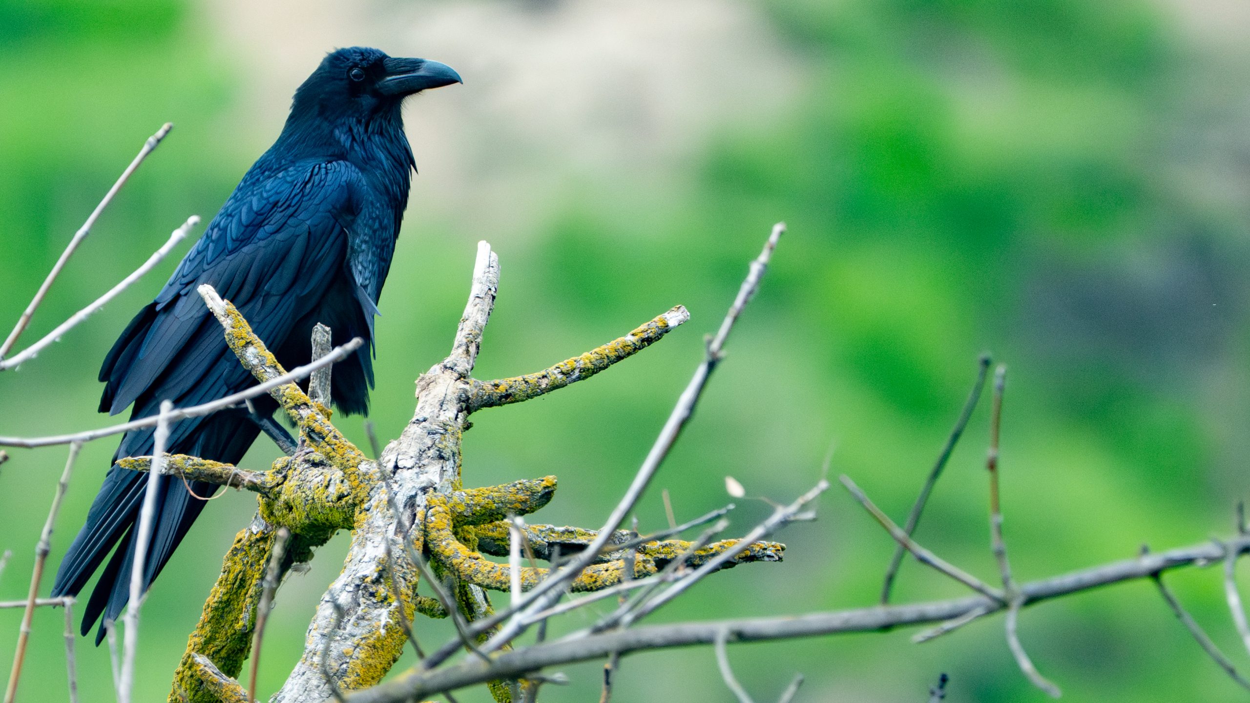 Common raven perched in the San Joaquin River valley
