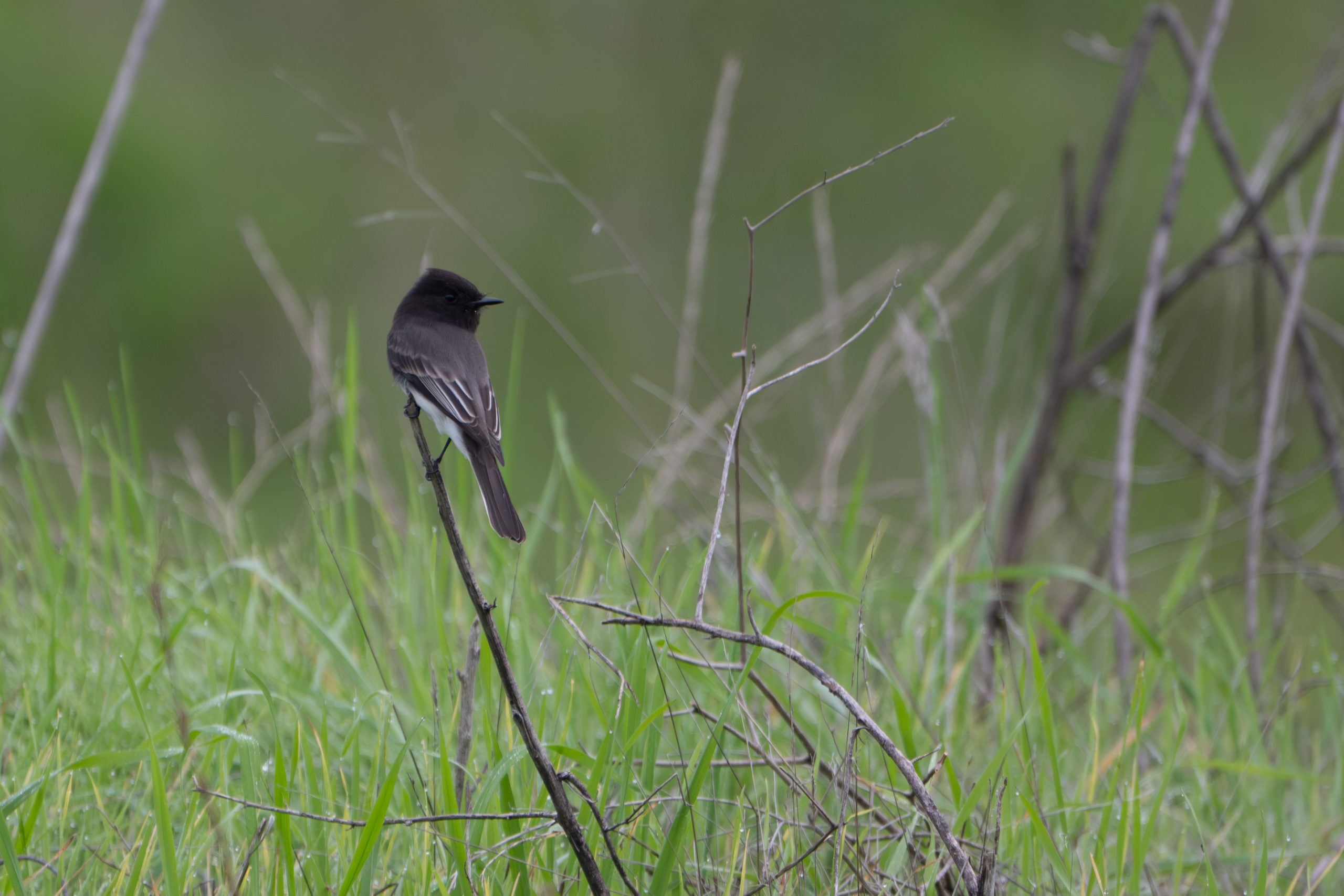 Black Phoebe