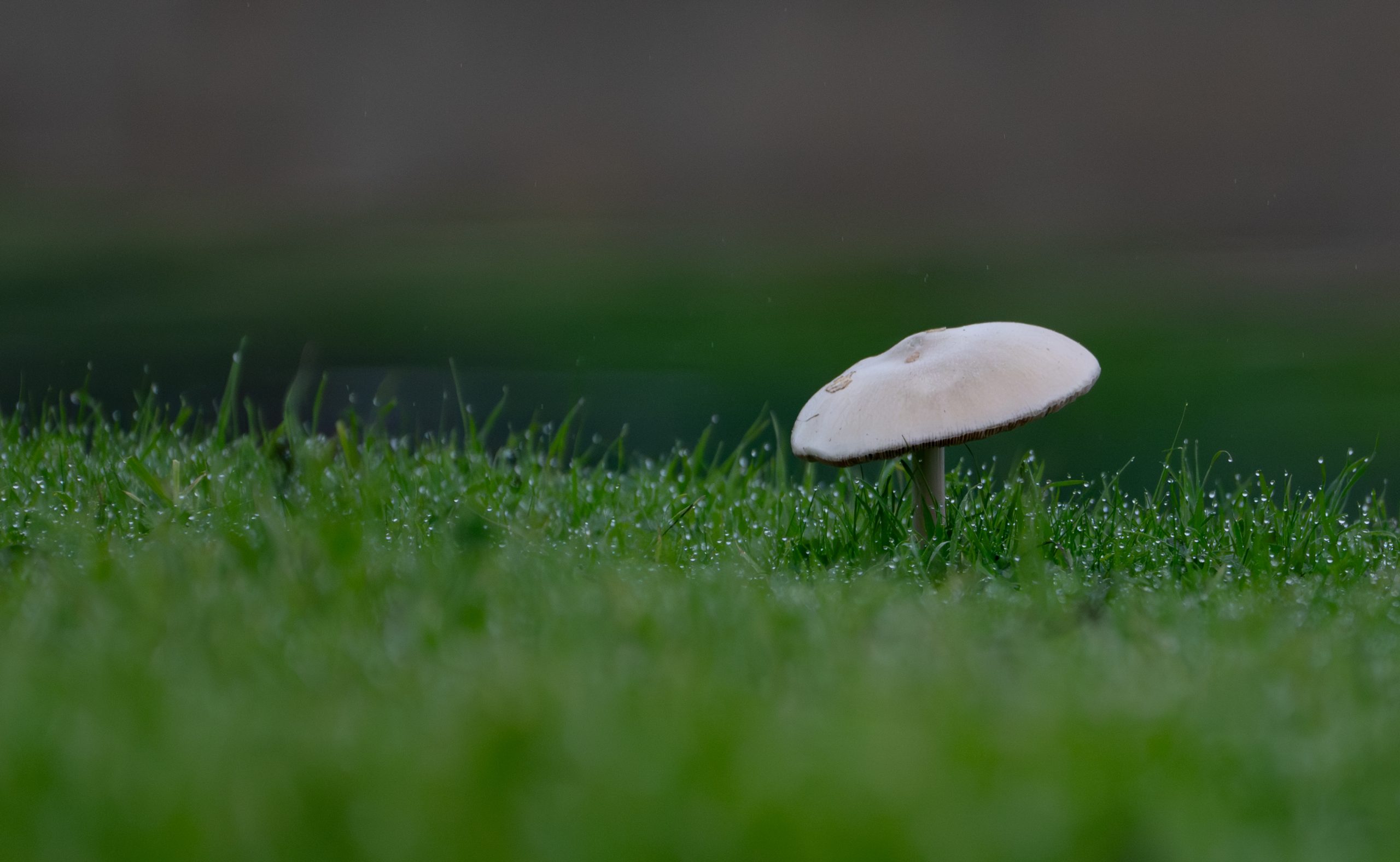 A white-capped mushroom in dew-covered grass