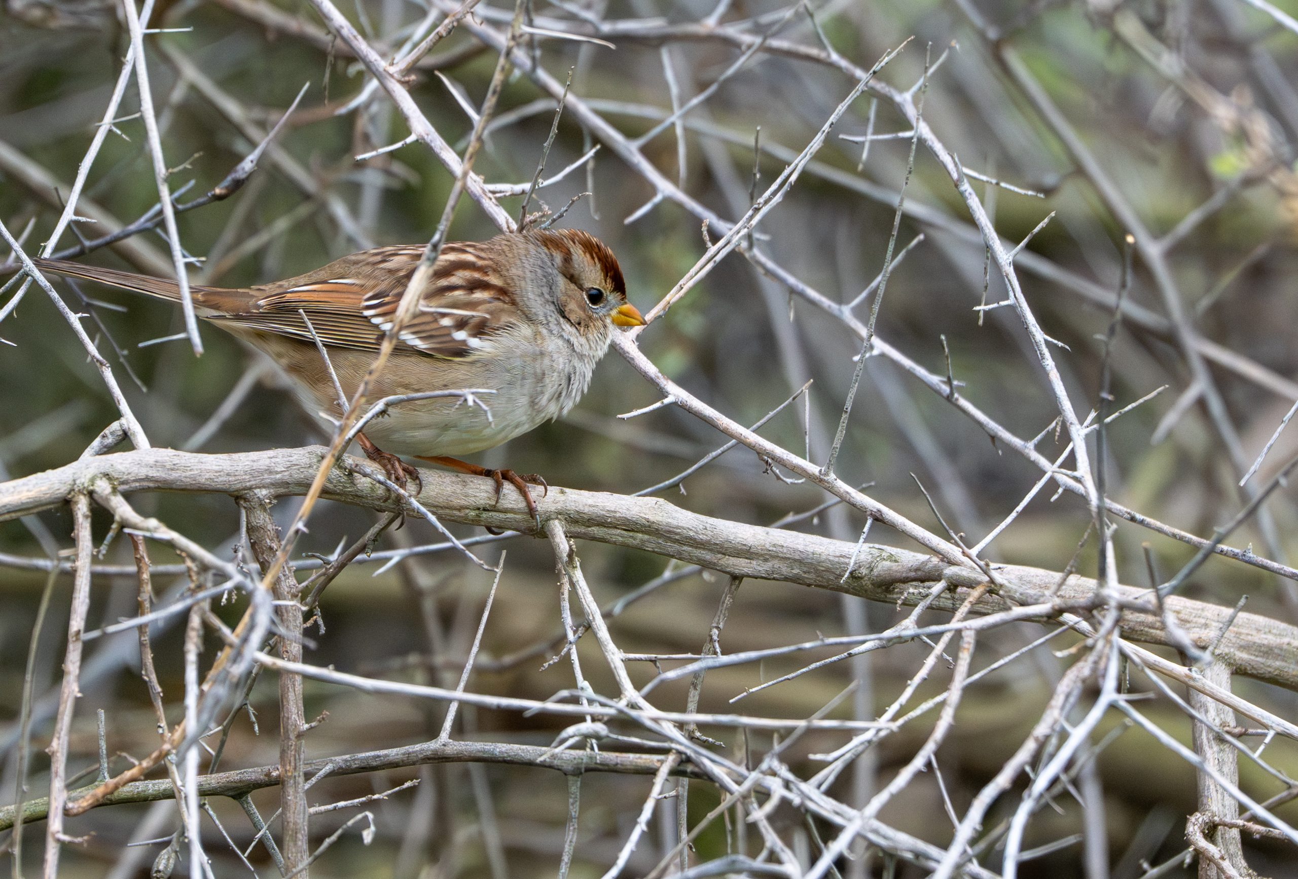 White-crowned Sparrow