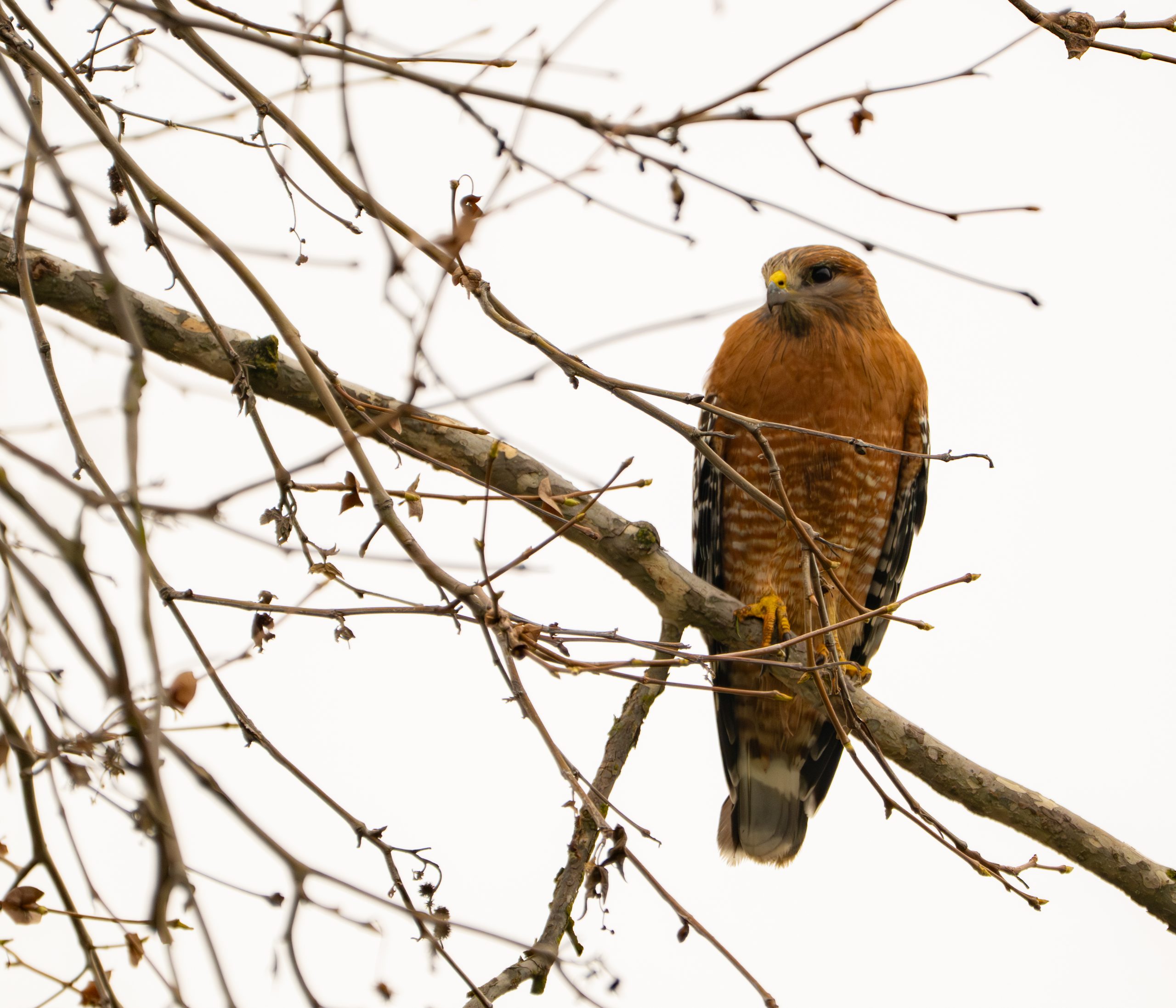 Red-shouldered Hawk