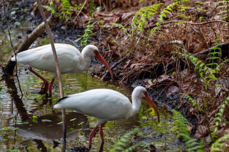 Two white ibises foraging in shallow water