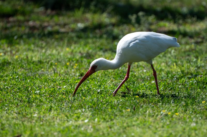 White Ibis