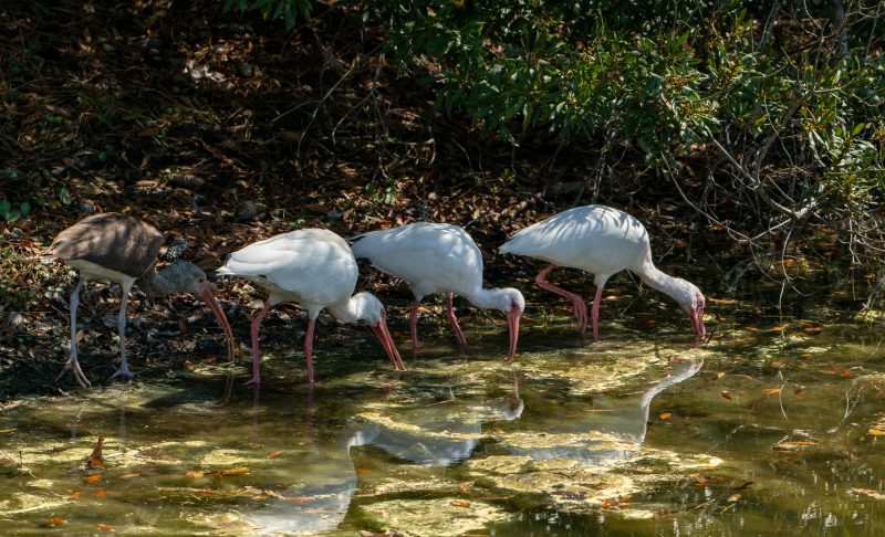 White Ibis