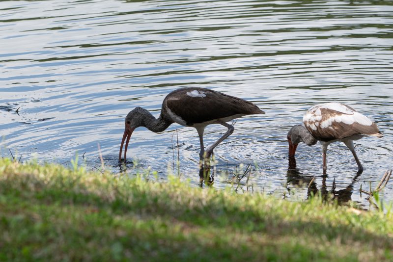 Juvenile white ibises foraging in shallow water
