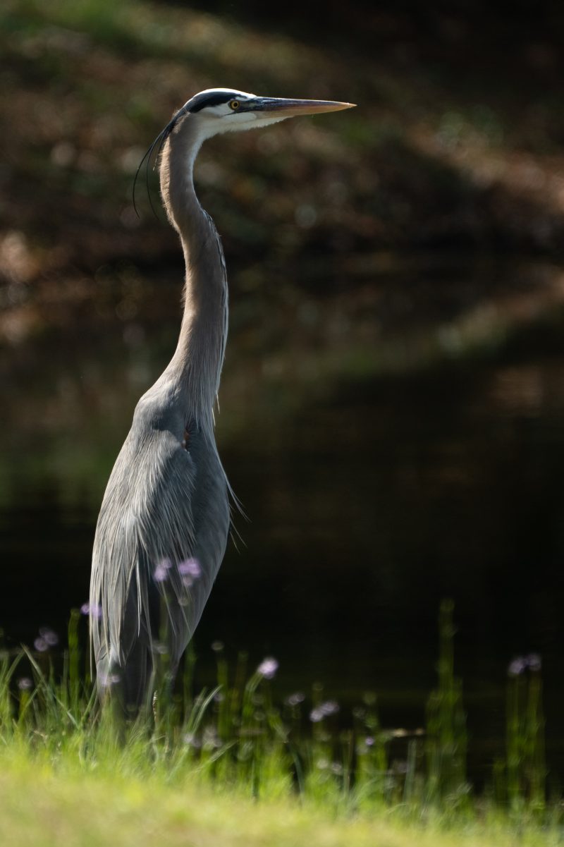 Great blue heron standing alert at the edge of a pond