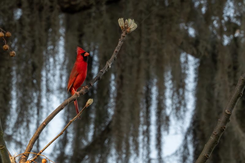 Northern cardinal calling, framed against a backdrop of Spanish moss